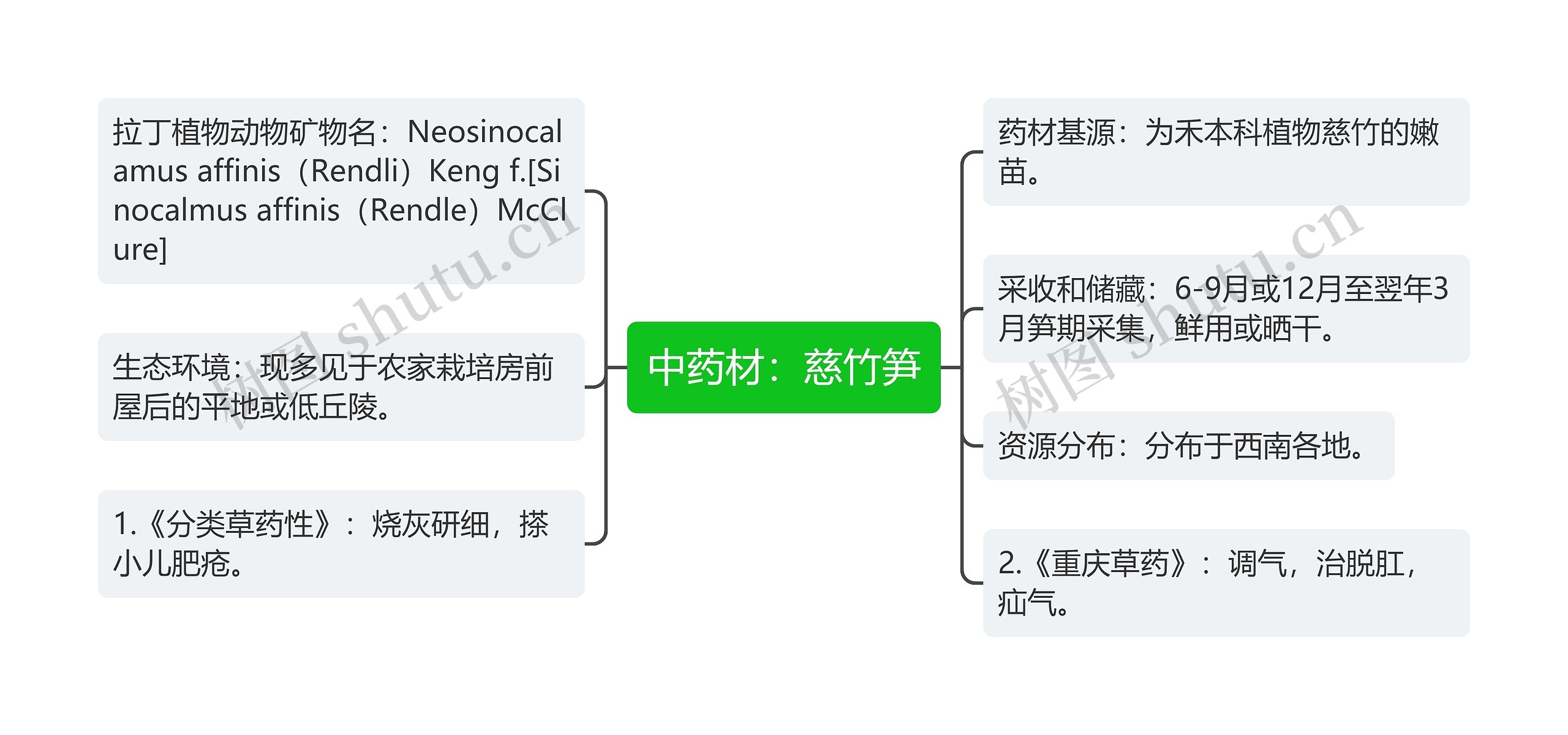 中药材：慈竹笋思维导图