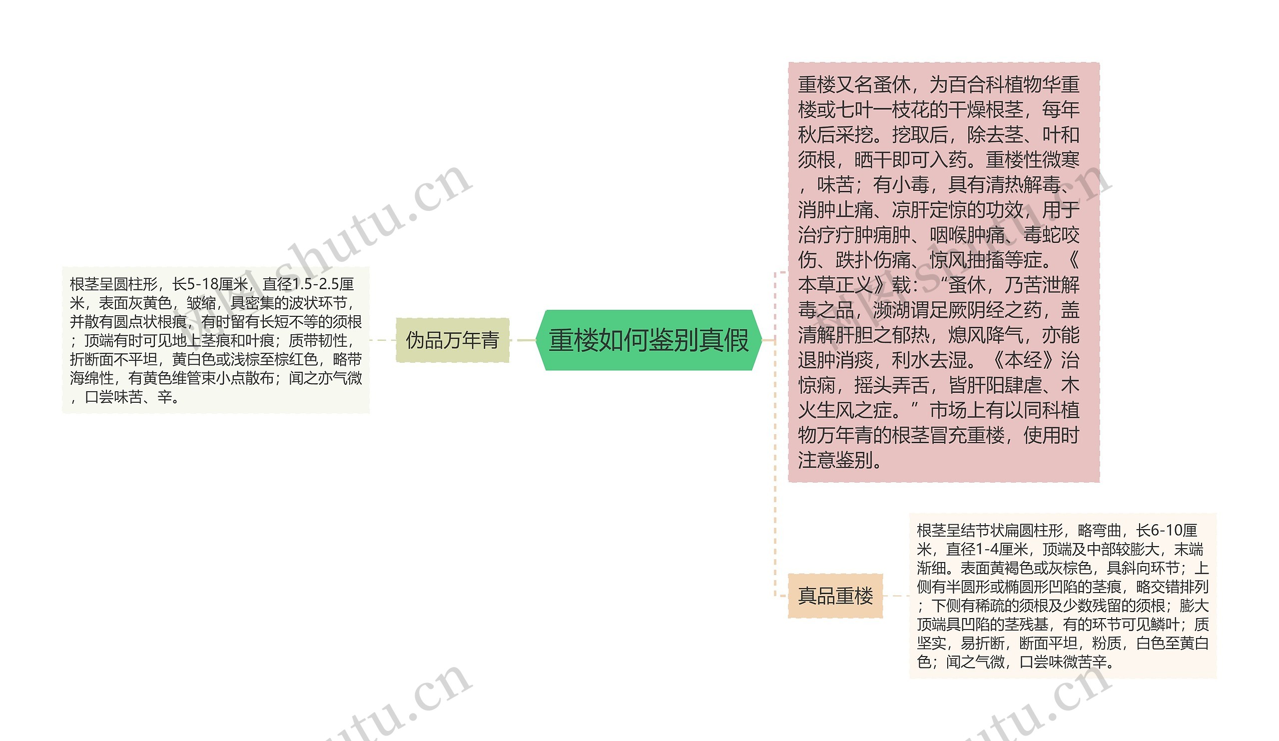 重楼如何鉴别真假思维导图