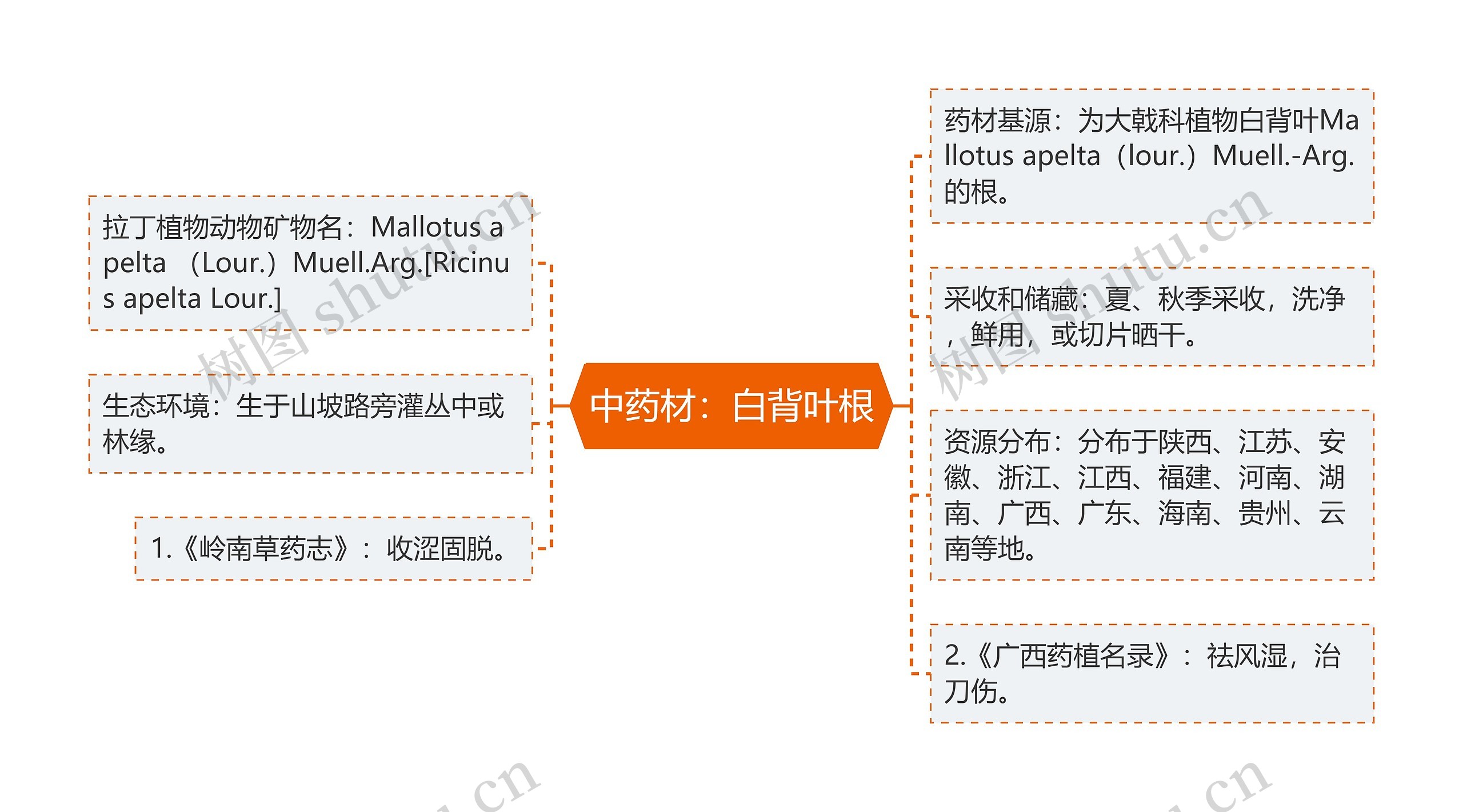 中药材：白背叶根思维导图