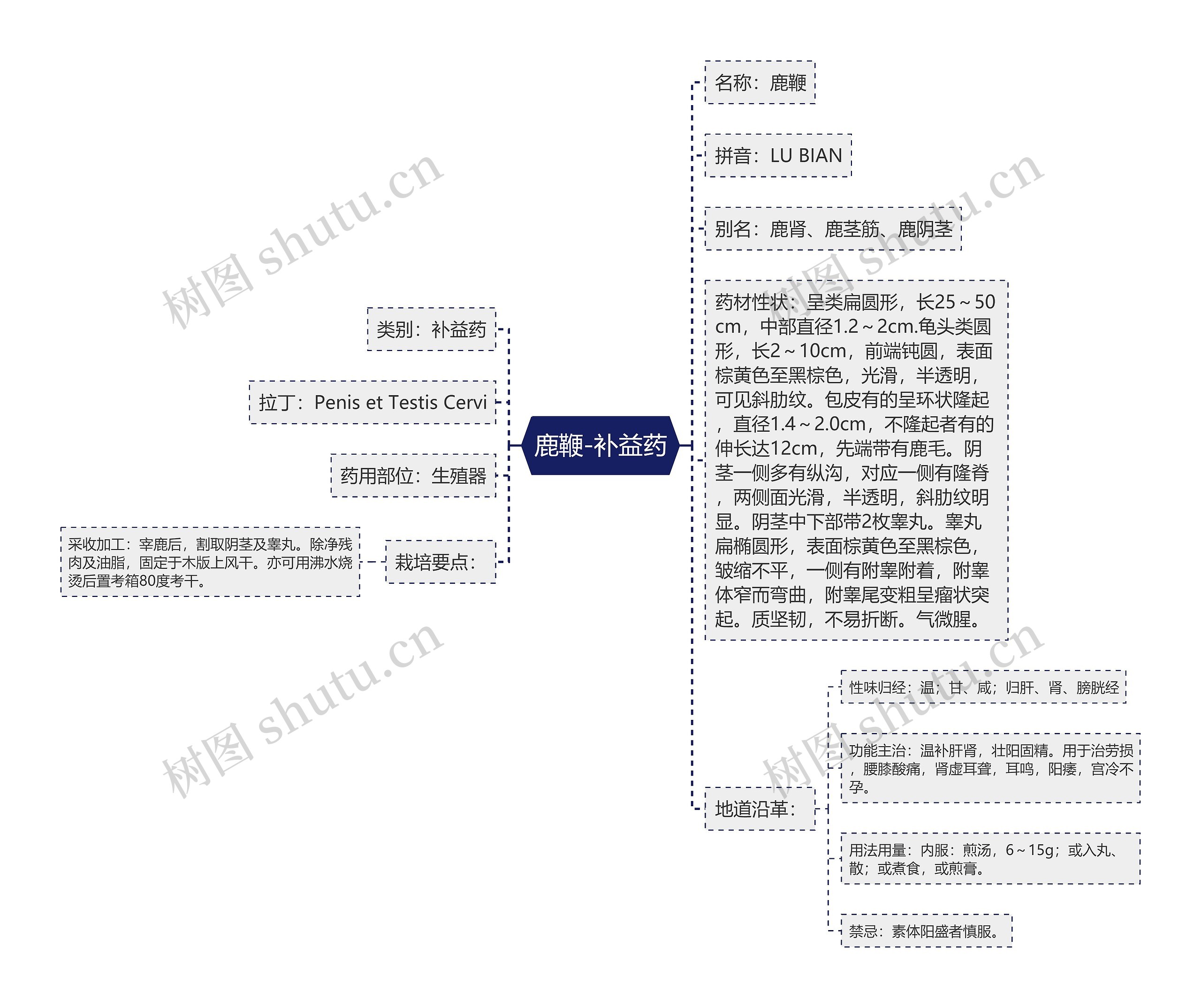 鹿鞭-补益药思维导图