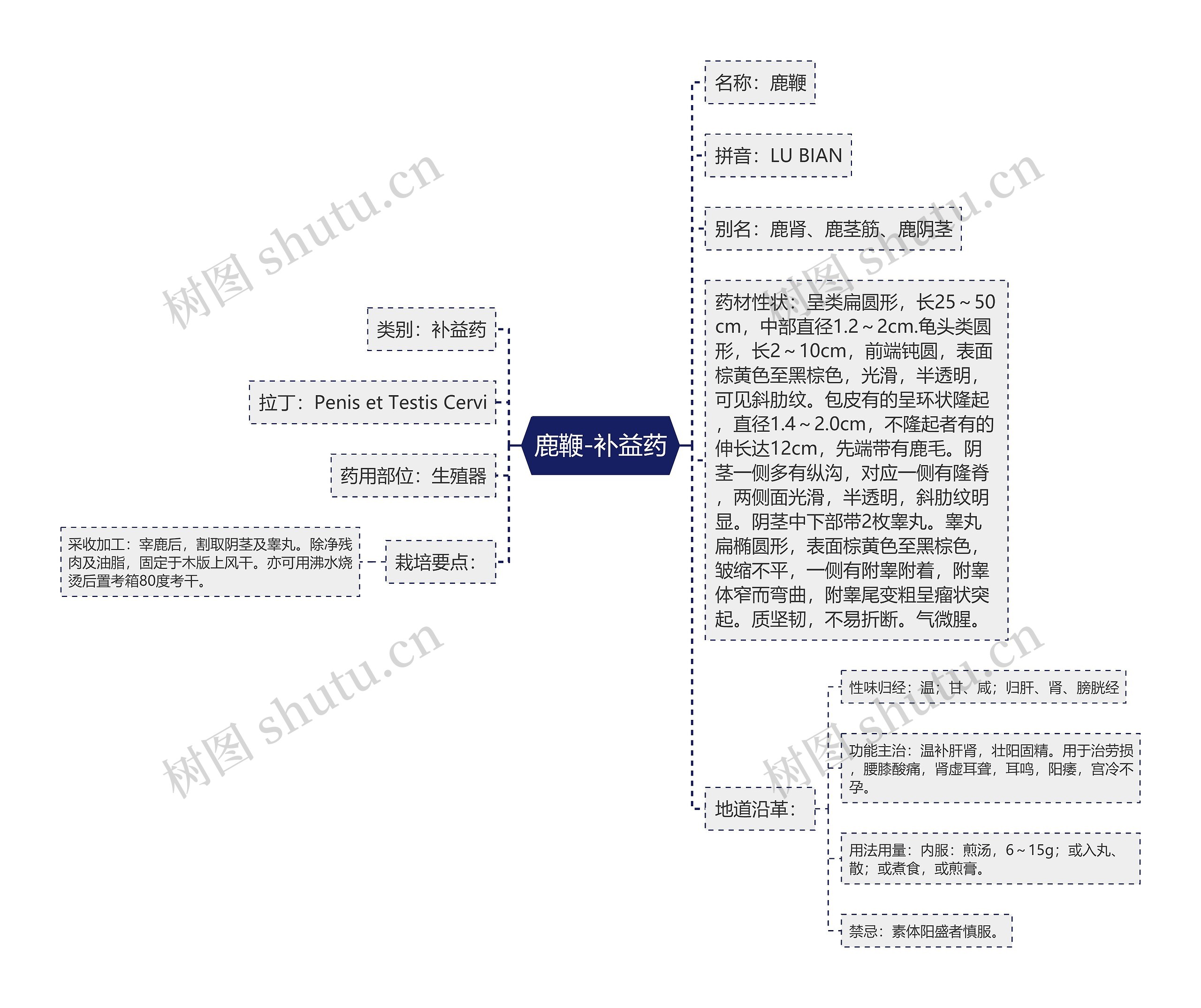 鹿鞭-补益药 鹿鞭-补益药
