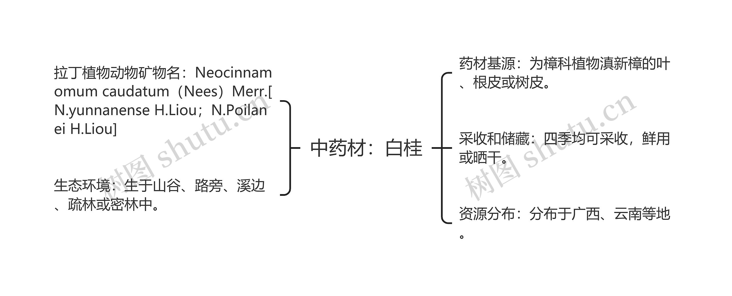 中药材：白桂思维导图