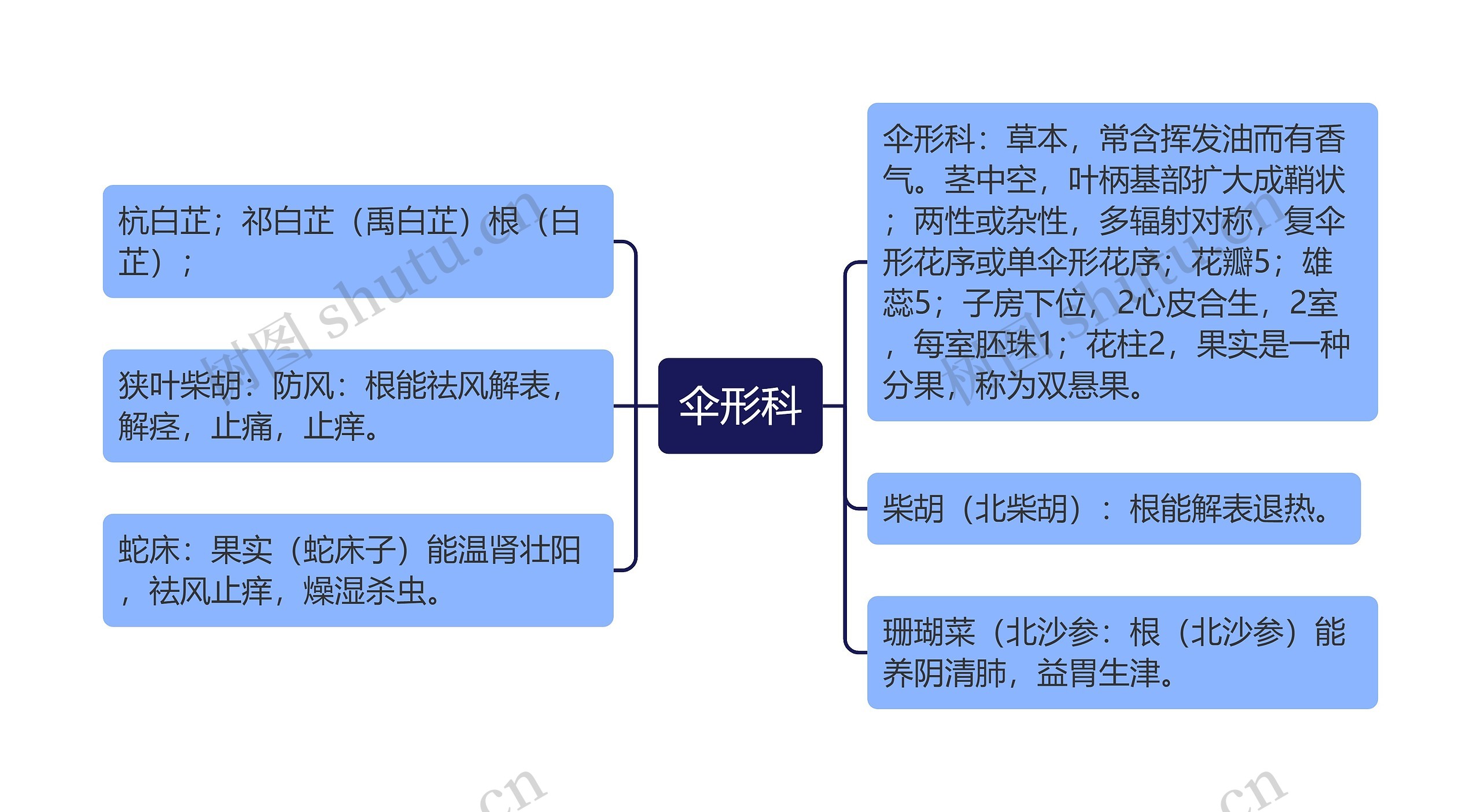 伞形科思维导图