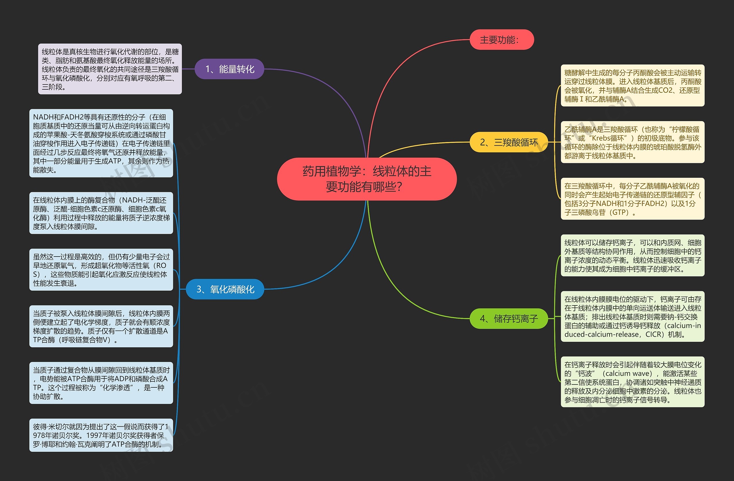 药用植物学:线粒体的主要功能有哪些? 药用植物学:线粒体的主要功能有哪些?
