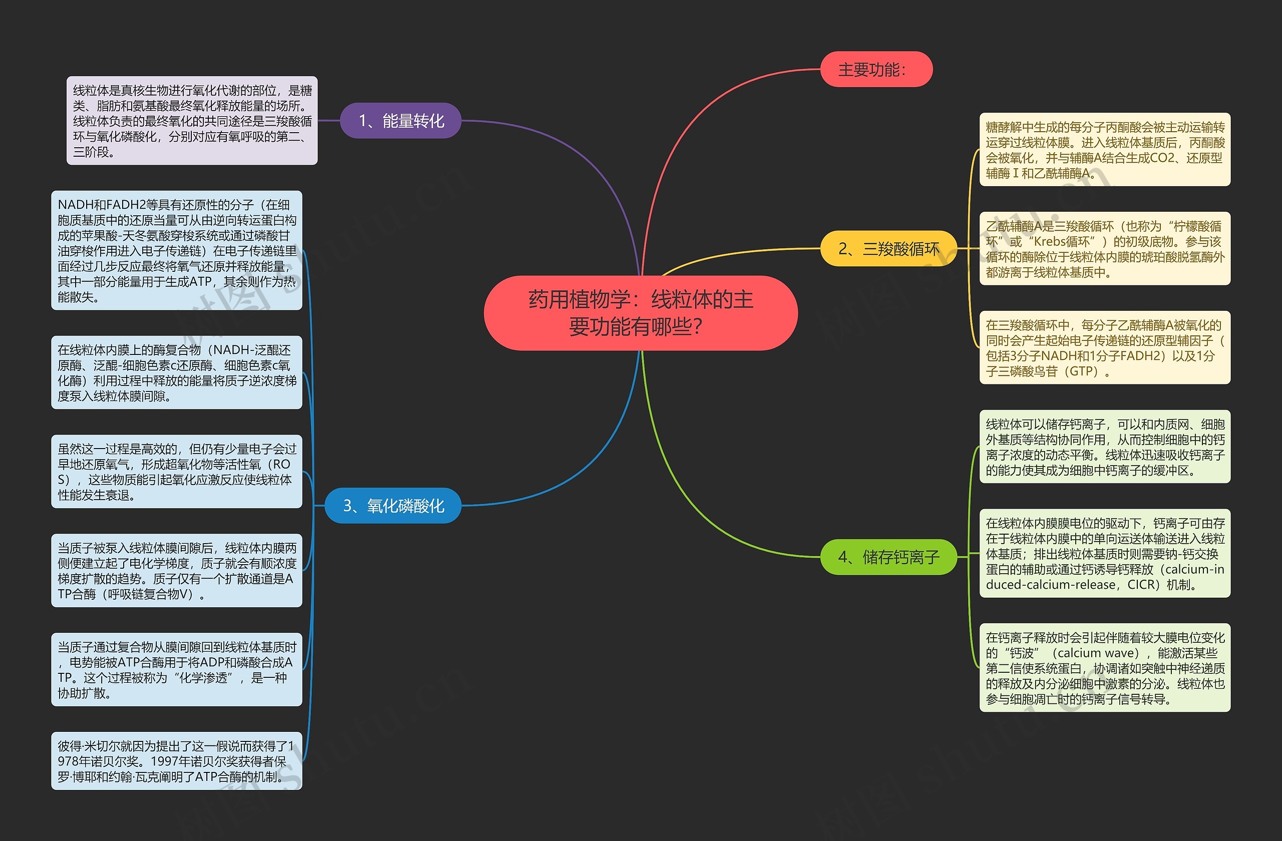 药用植物学：线粒体的主要功能有哪些？思维导图