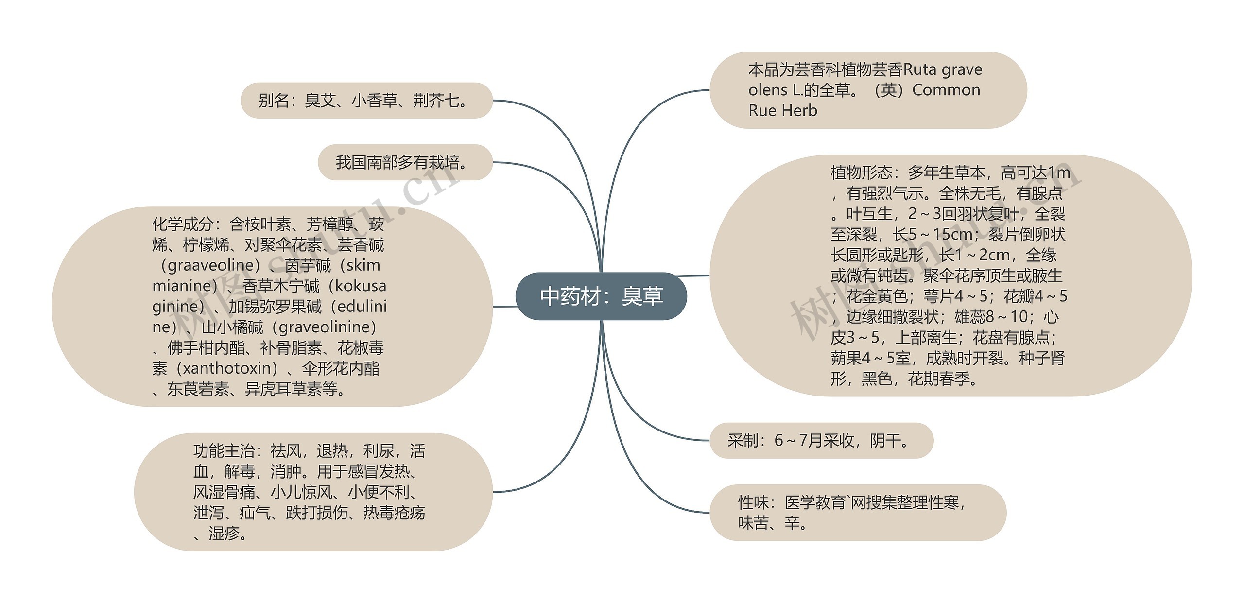 中药材：臭草思维导图