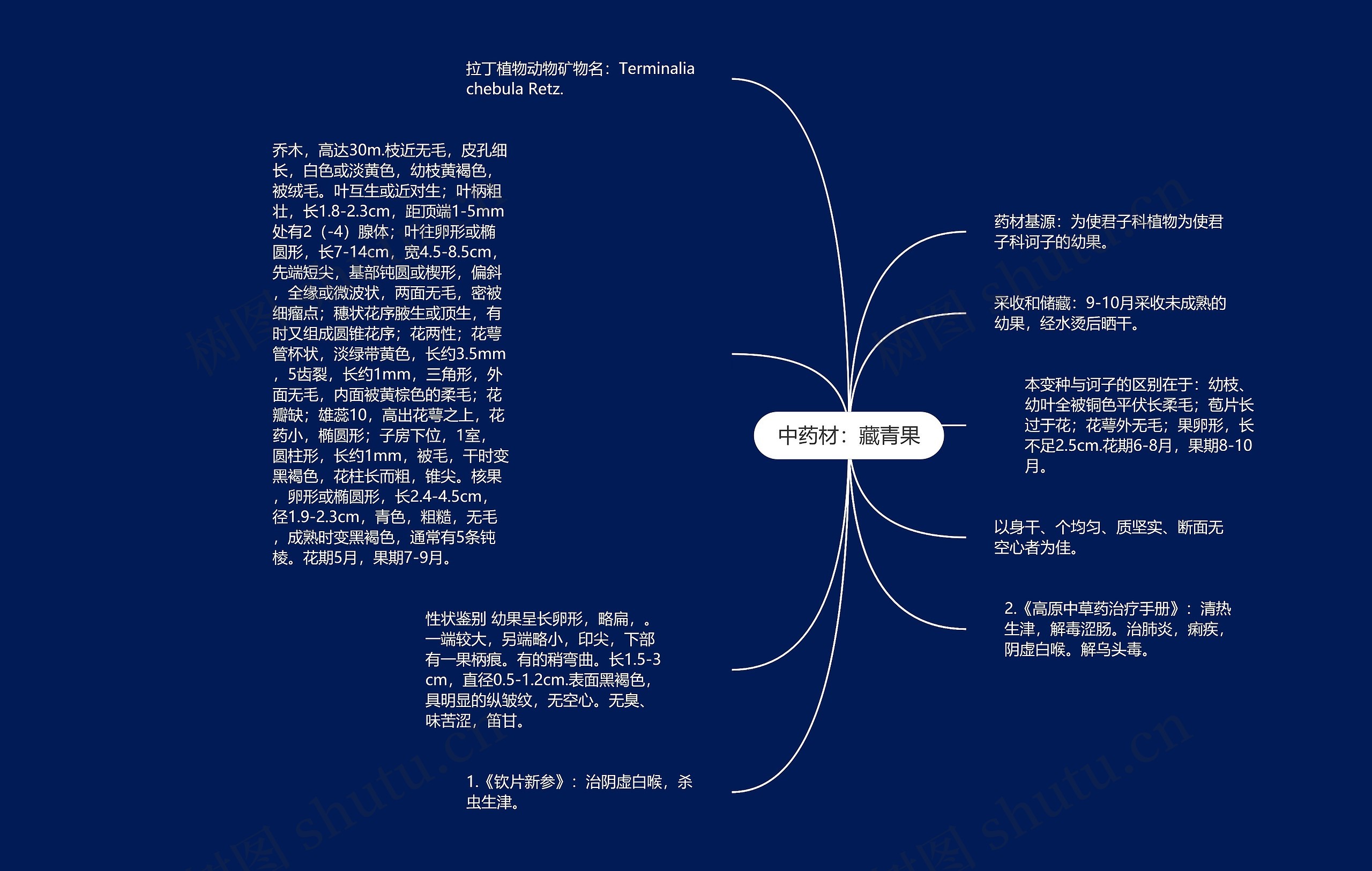 中药材：藏青果思维导图