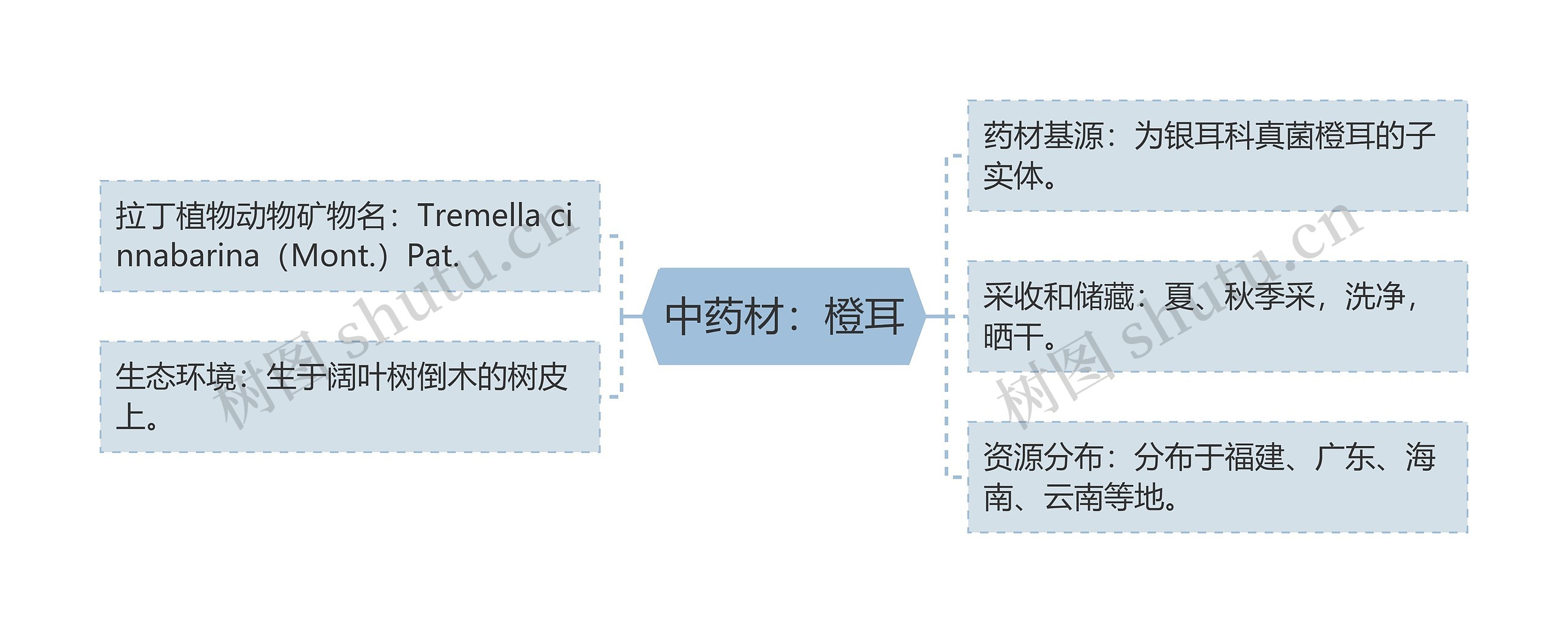 中药材：橙耳思维导图