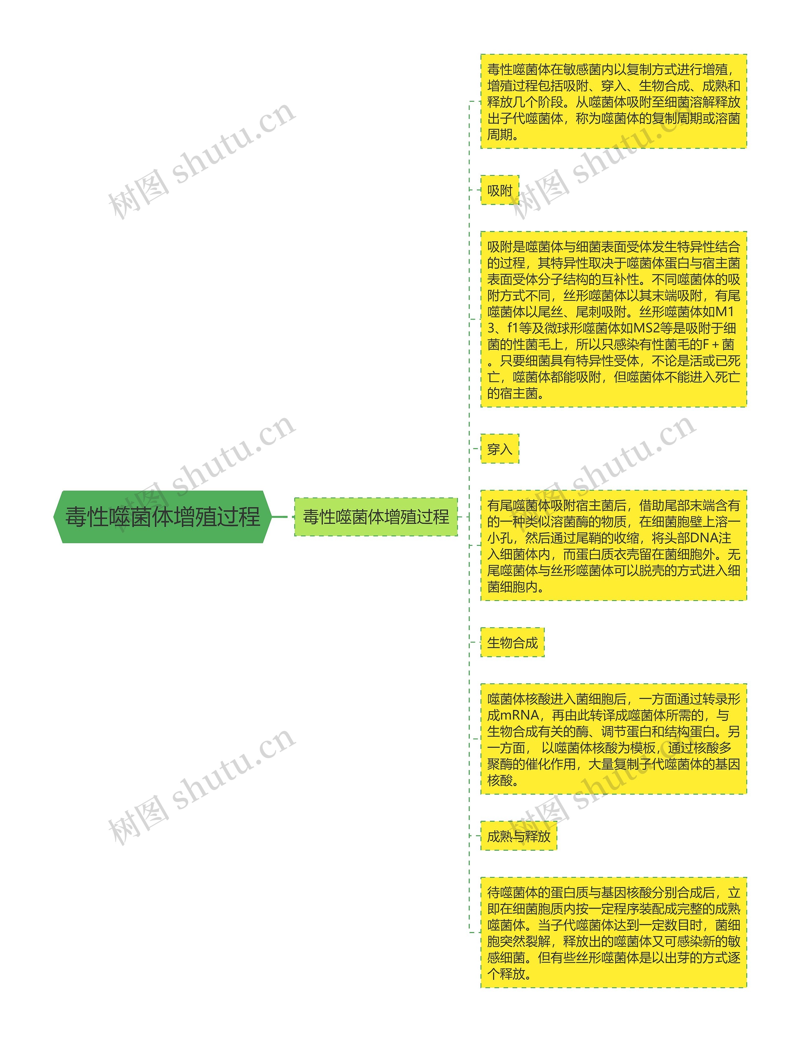 毒性噬菌体增殖过程思维导图