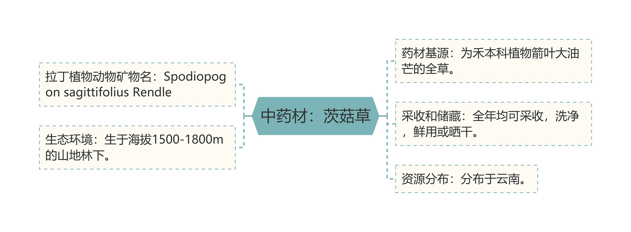 中药材：茨菇草思维导图