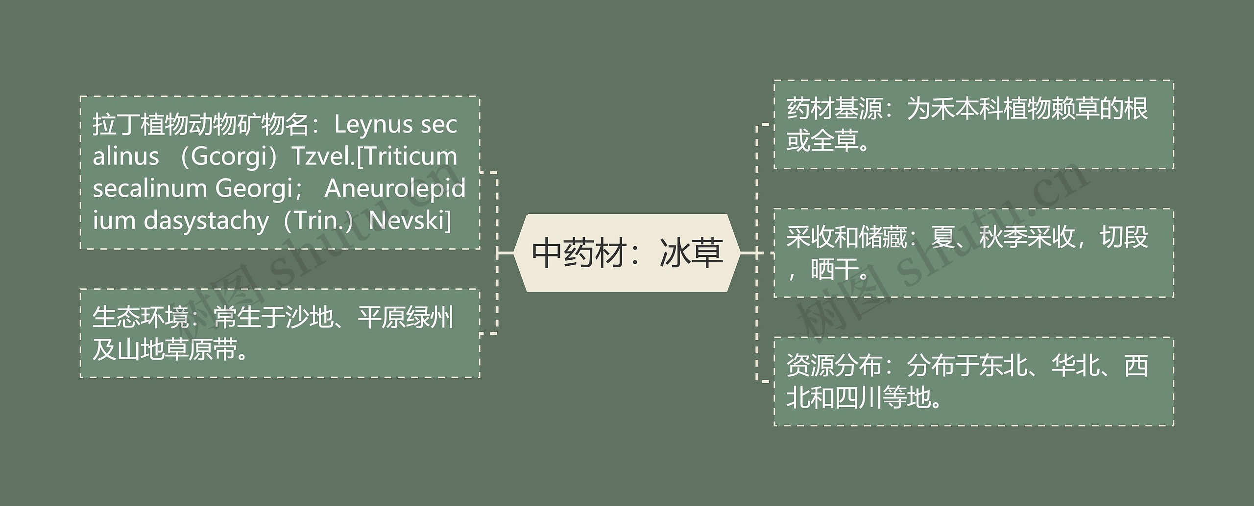 中药材:冰草 中药材:冰草