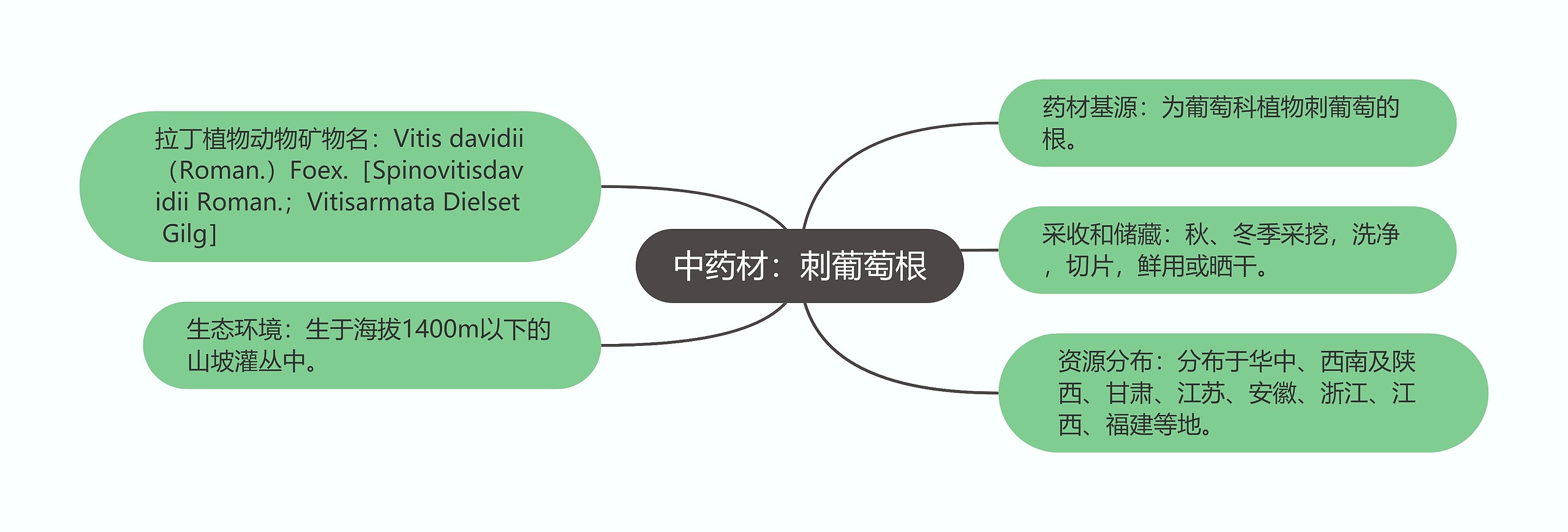 中药材：刺葡萄根思维导图