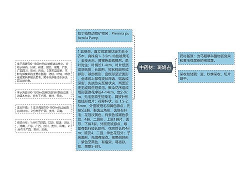 中药材：斑鸠占