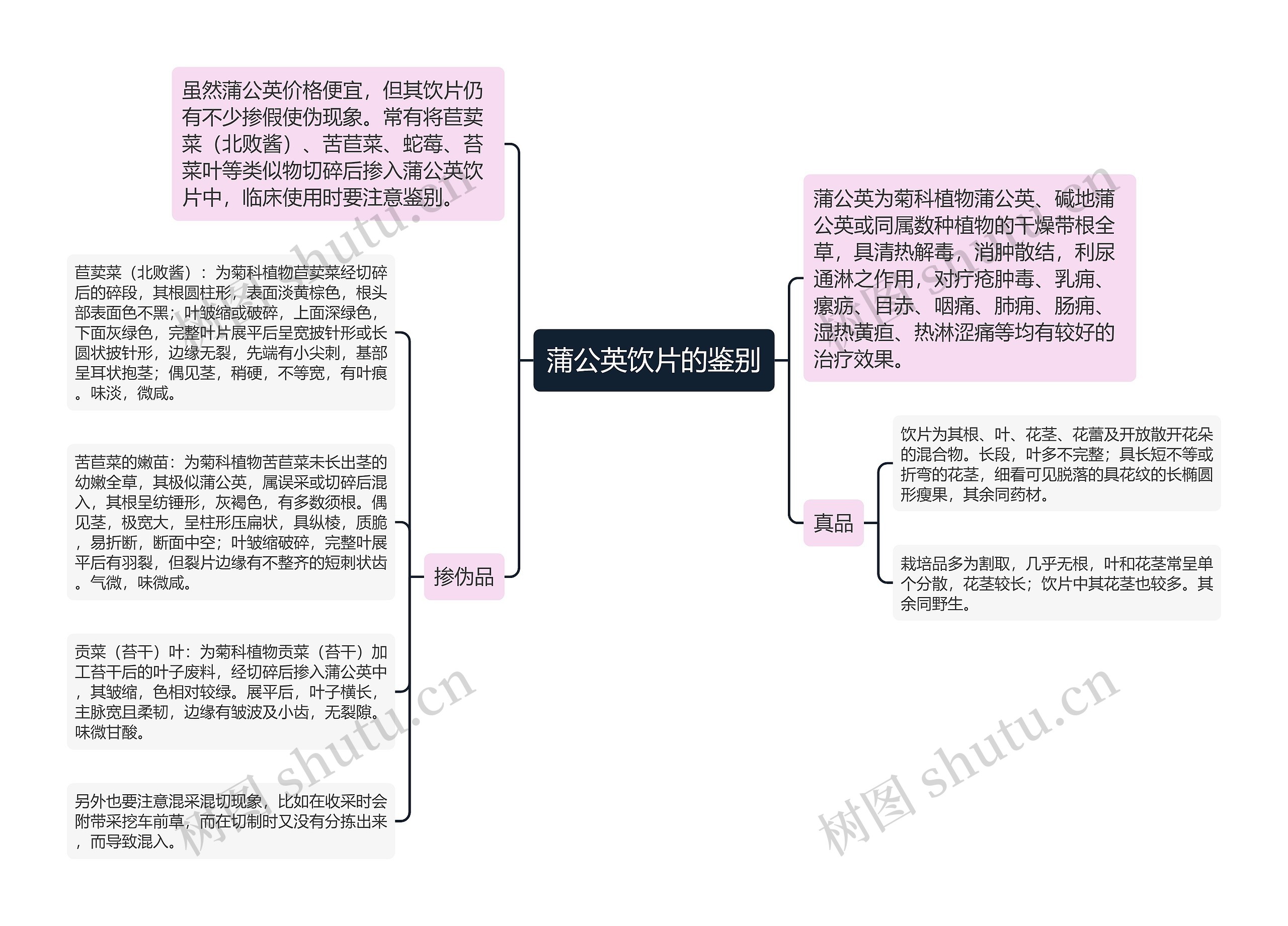 蒲公英饮片的鉴别思维导图