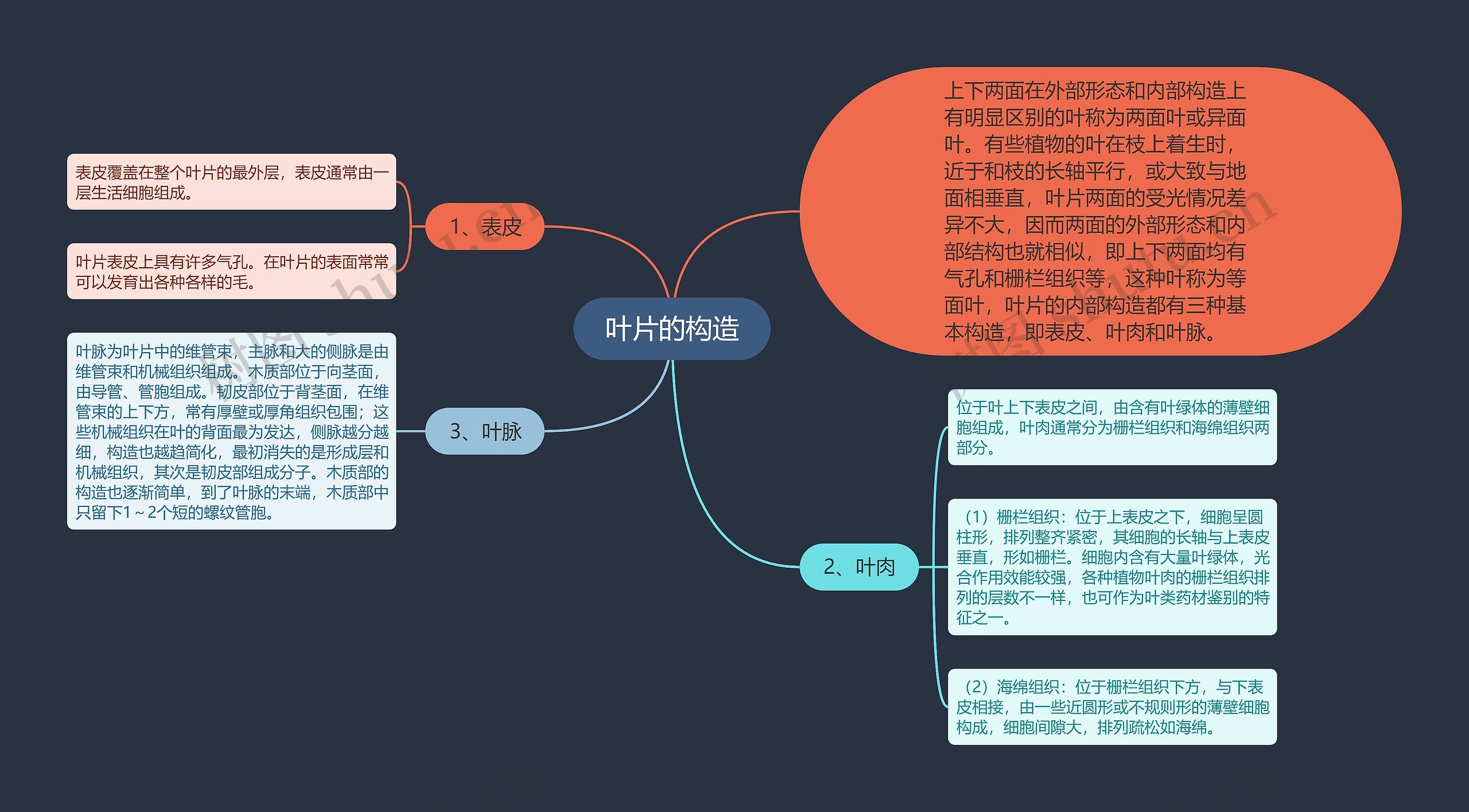 叶片的构造 叶片的构造