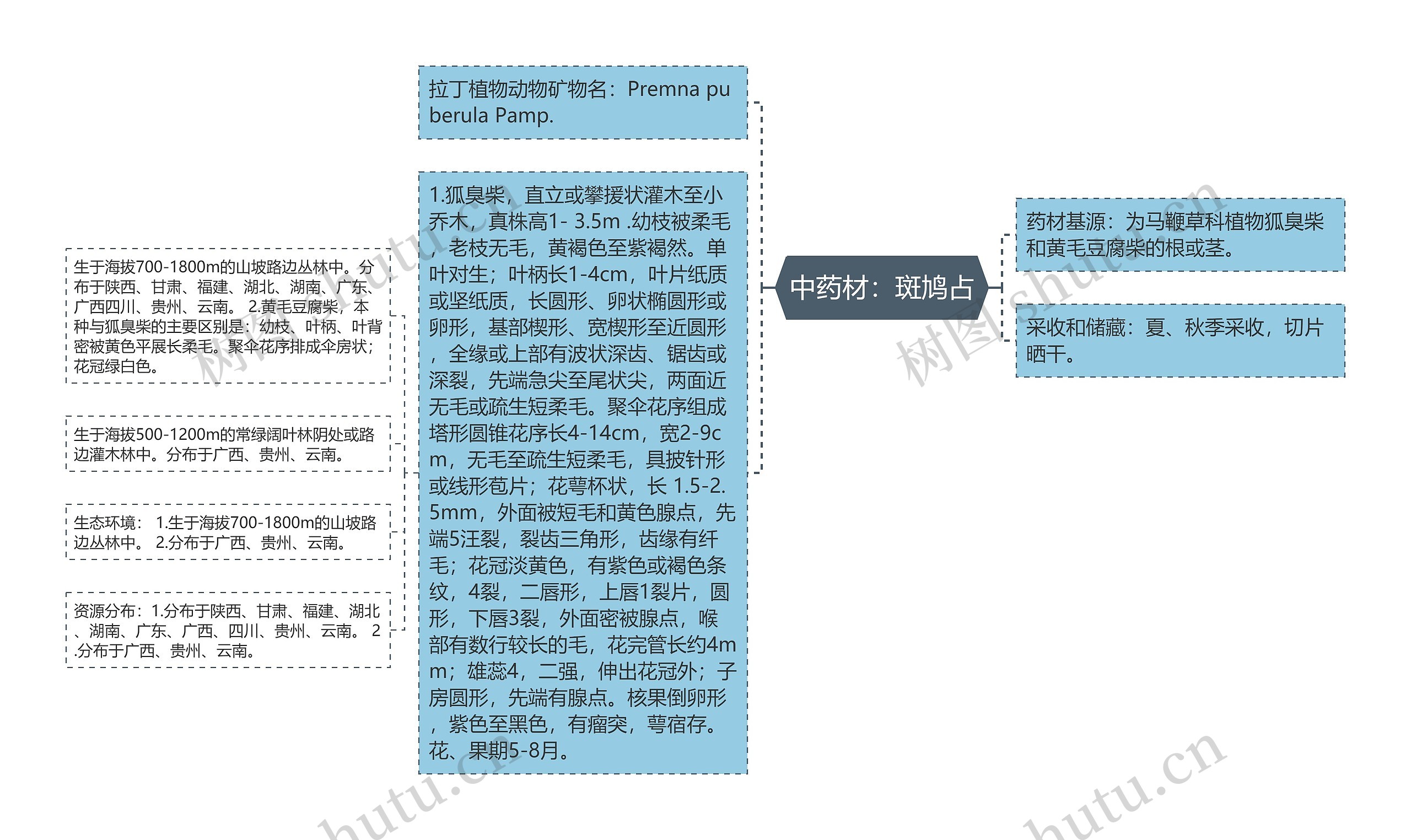 中药材：斑鸠占思维导图