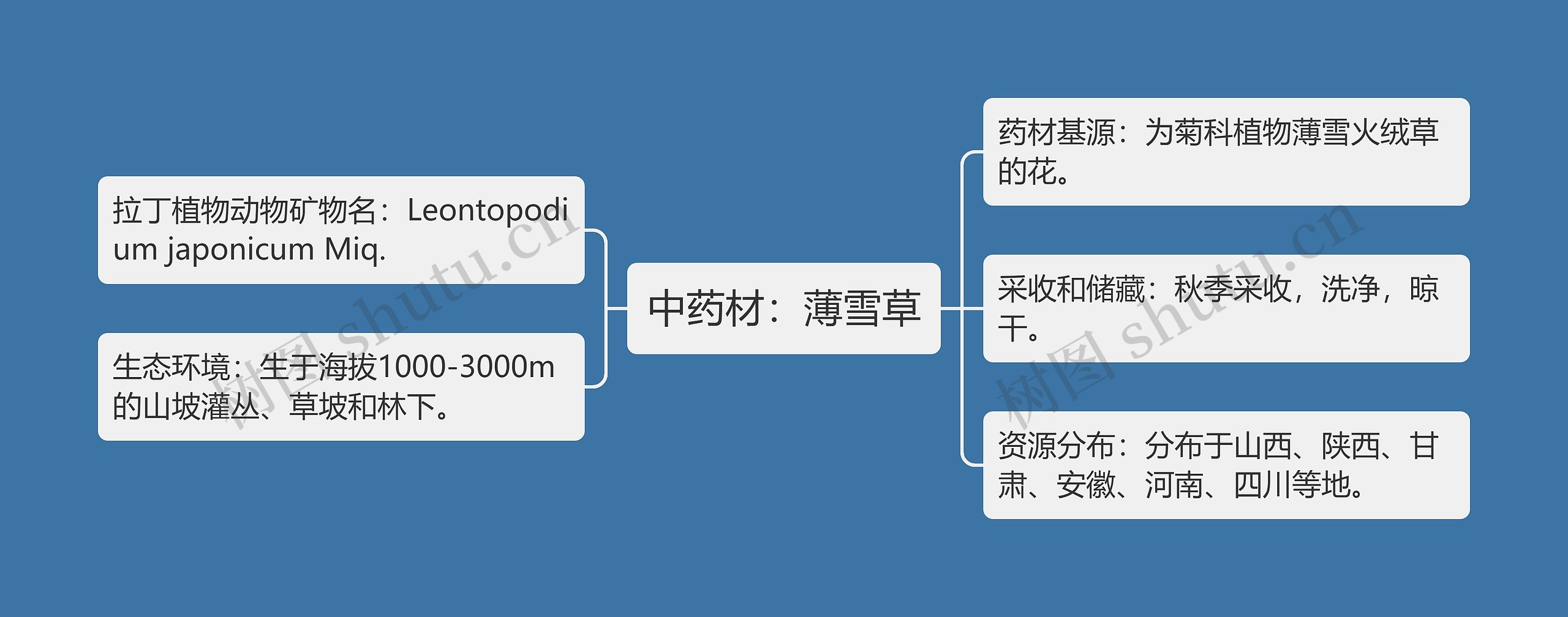 中药材：薄雪草思维导图