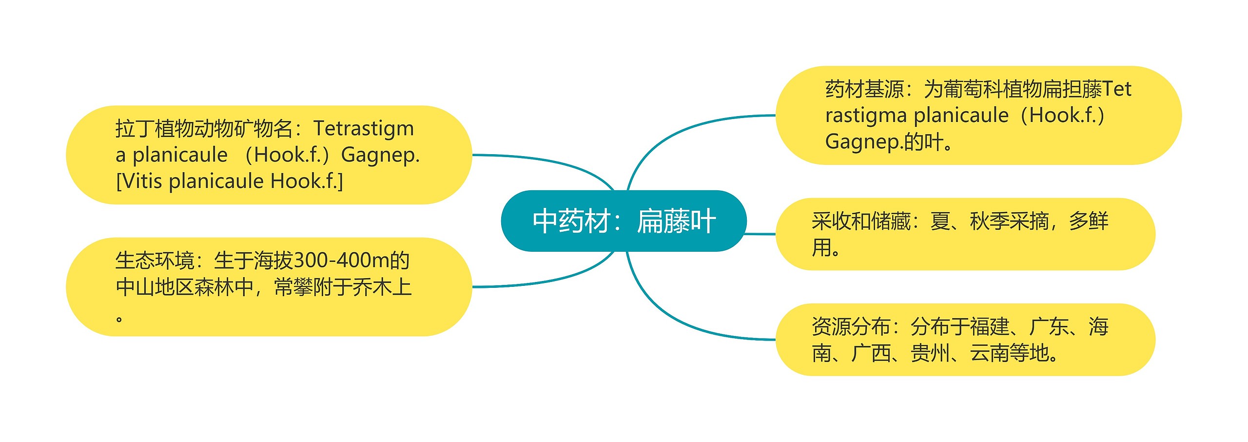 中药材：扁藤叶思维导图