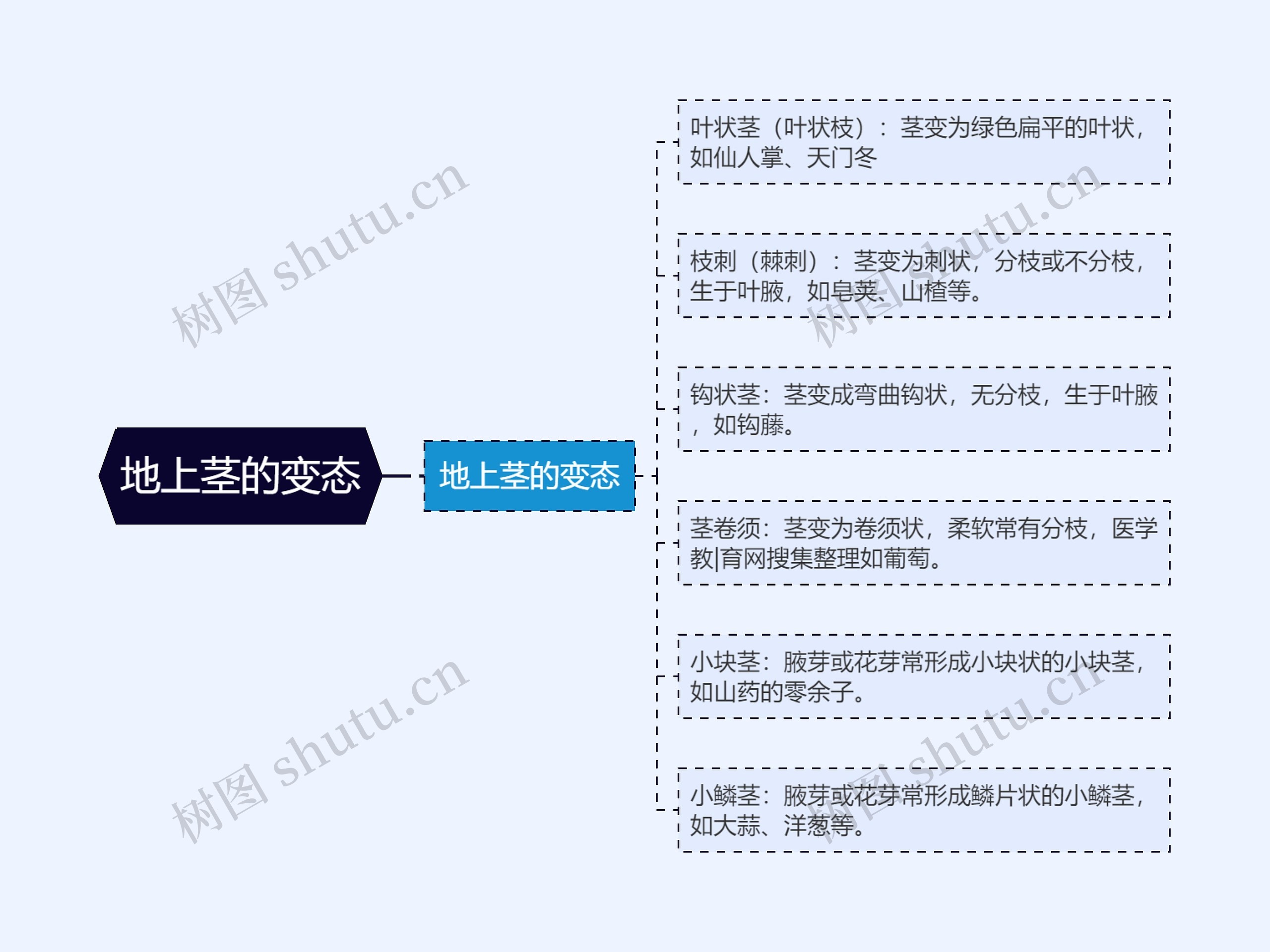 地上茎的变态思维导图