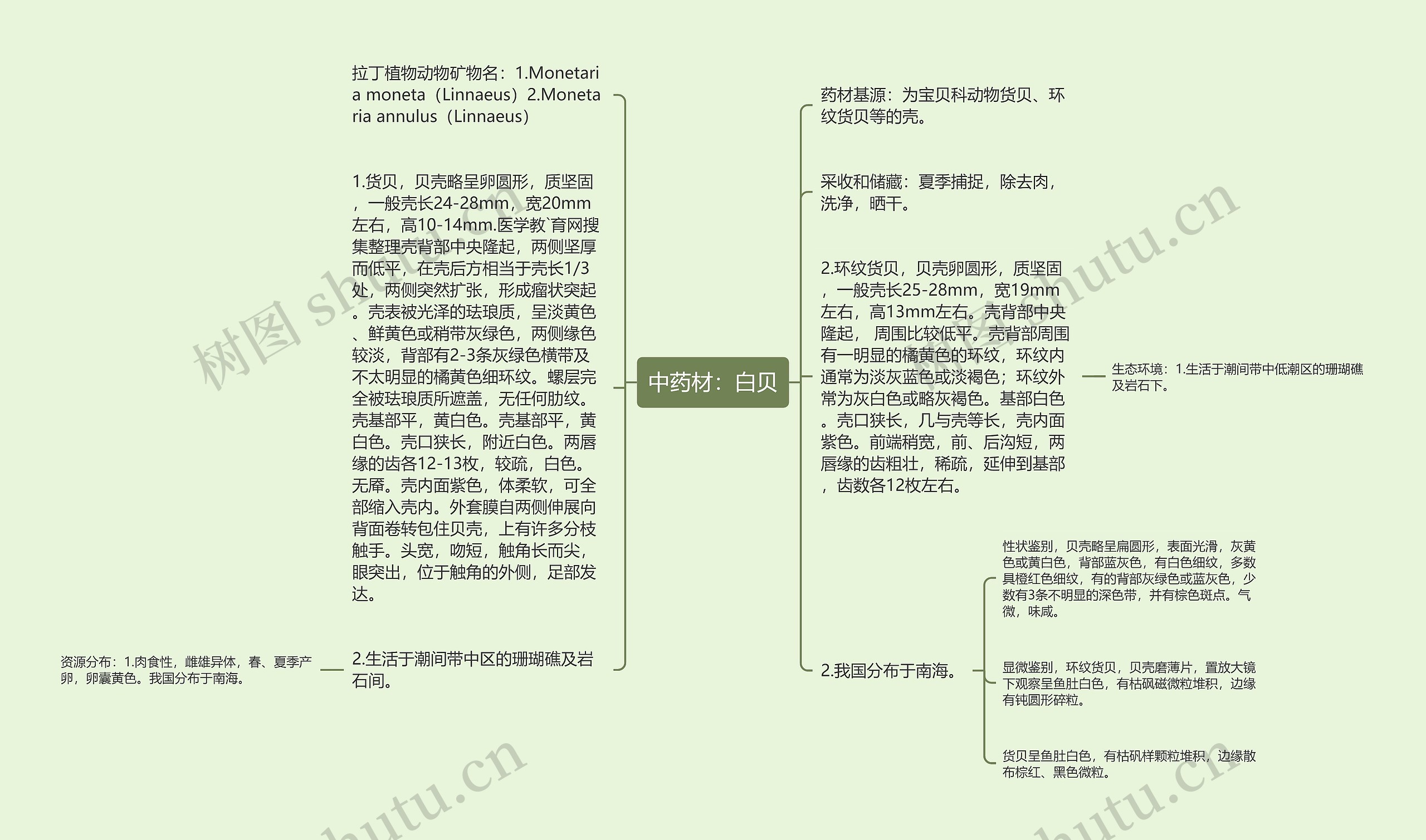 中药材：白贝思维导图