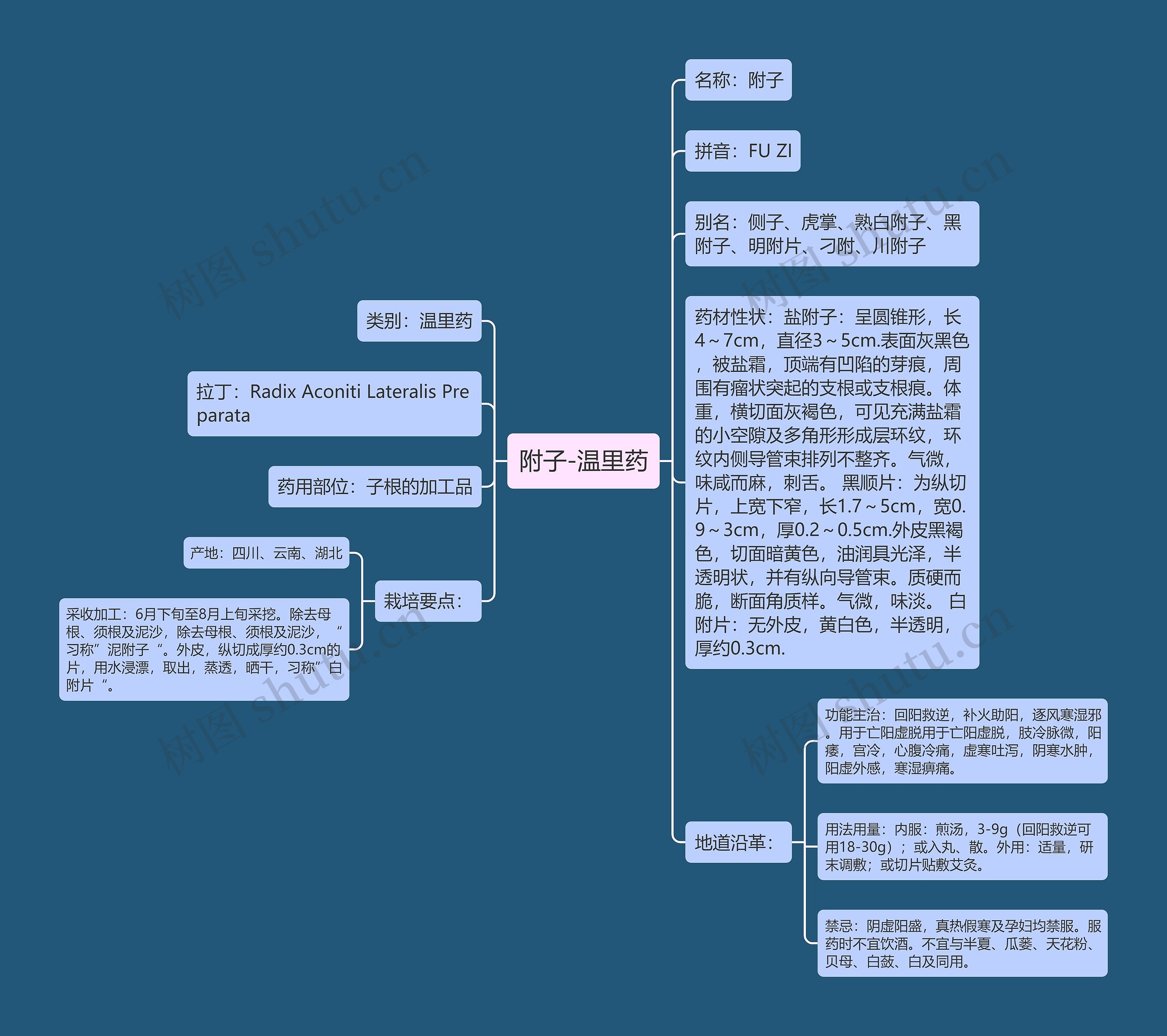 附子-温里药 附子-温里药