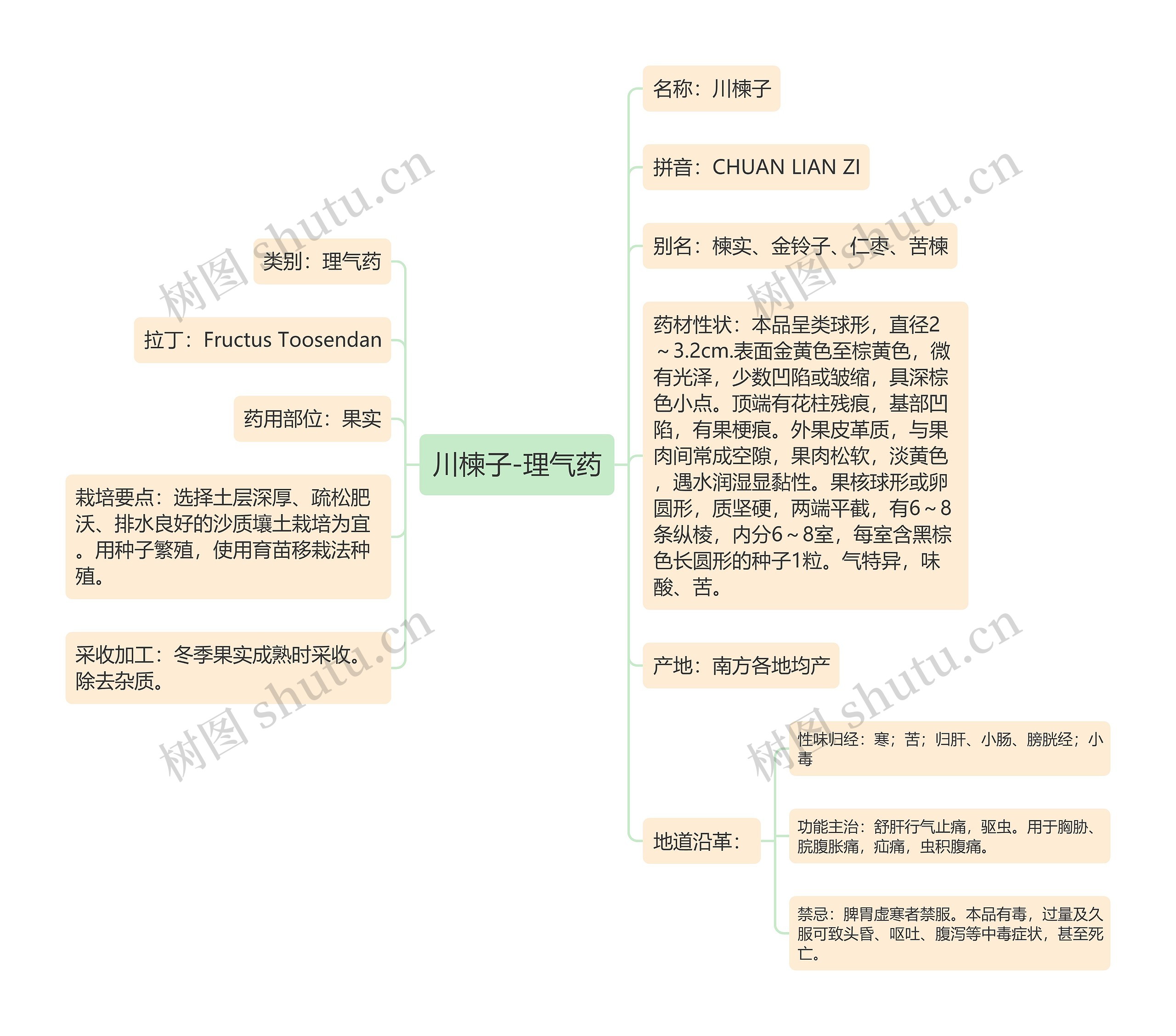 川楝子-理气药 川楝子-理气药