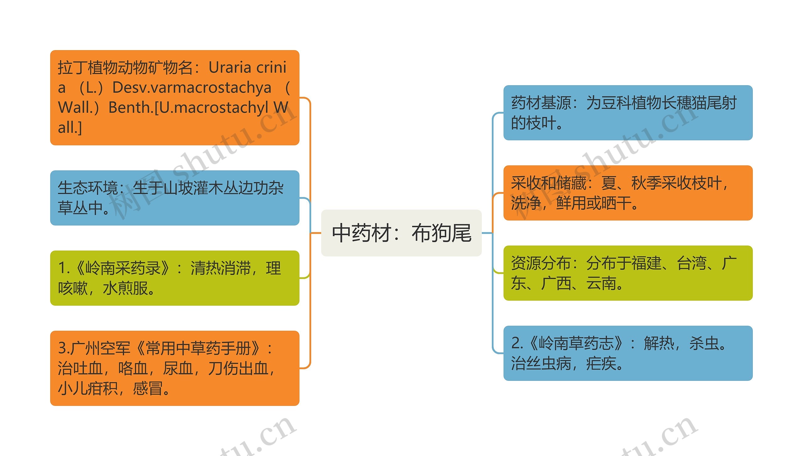 中药材：布狗尾思维导图