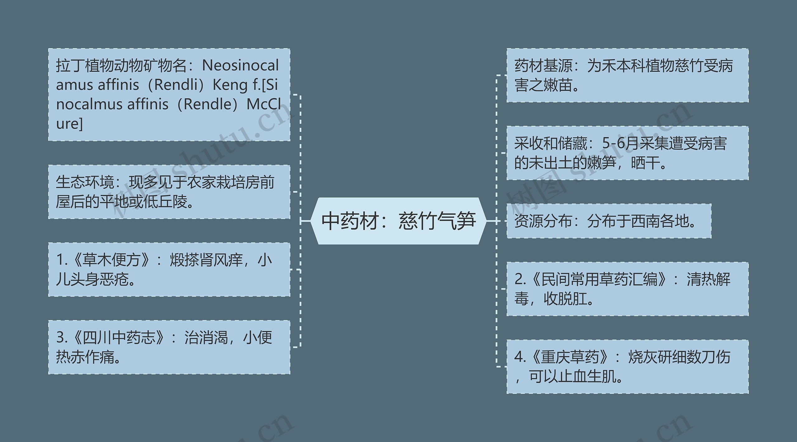 中药材：慈竹气笋思维导图