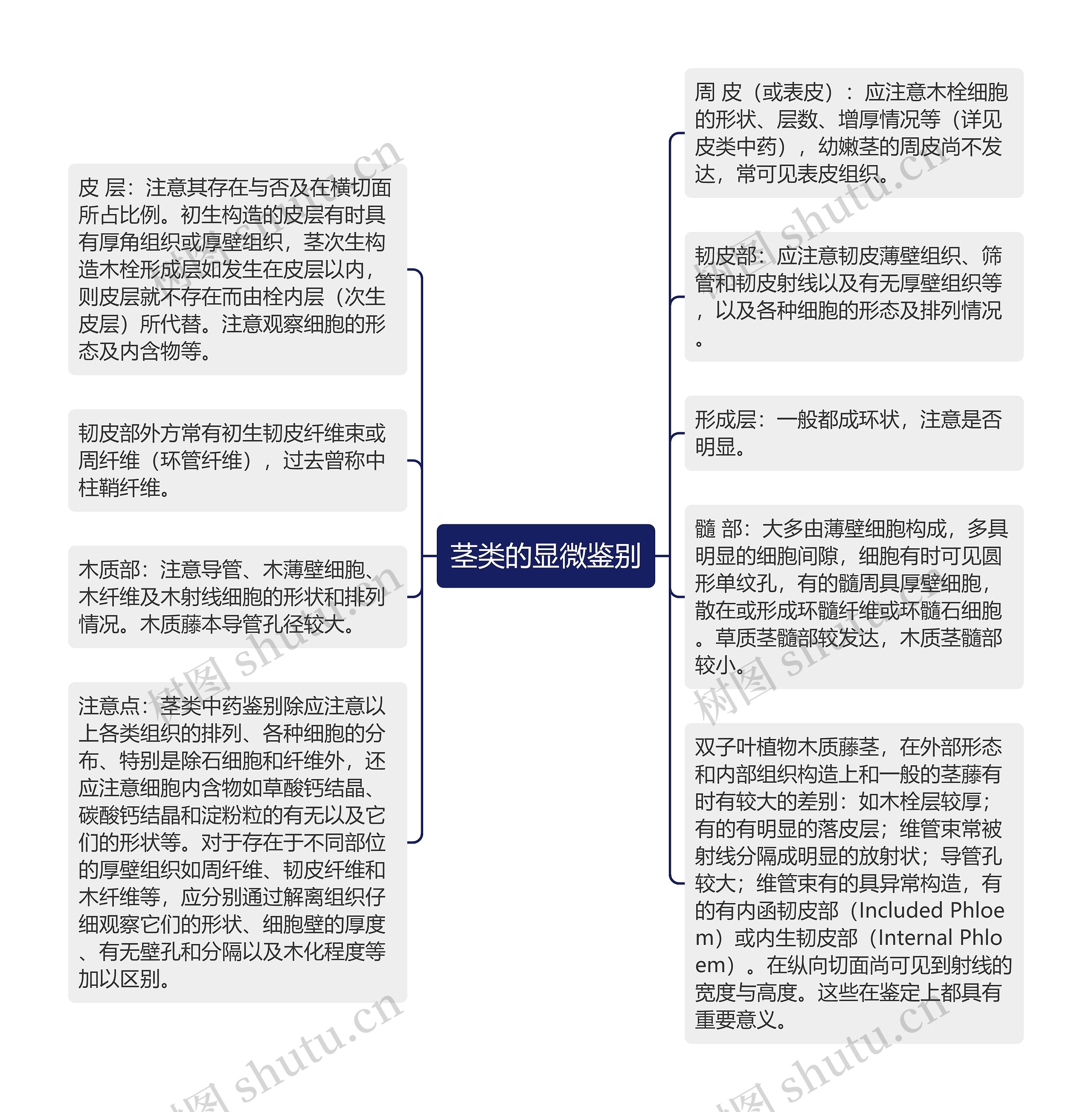 茎类的显微鉴别思维导图