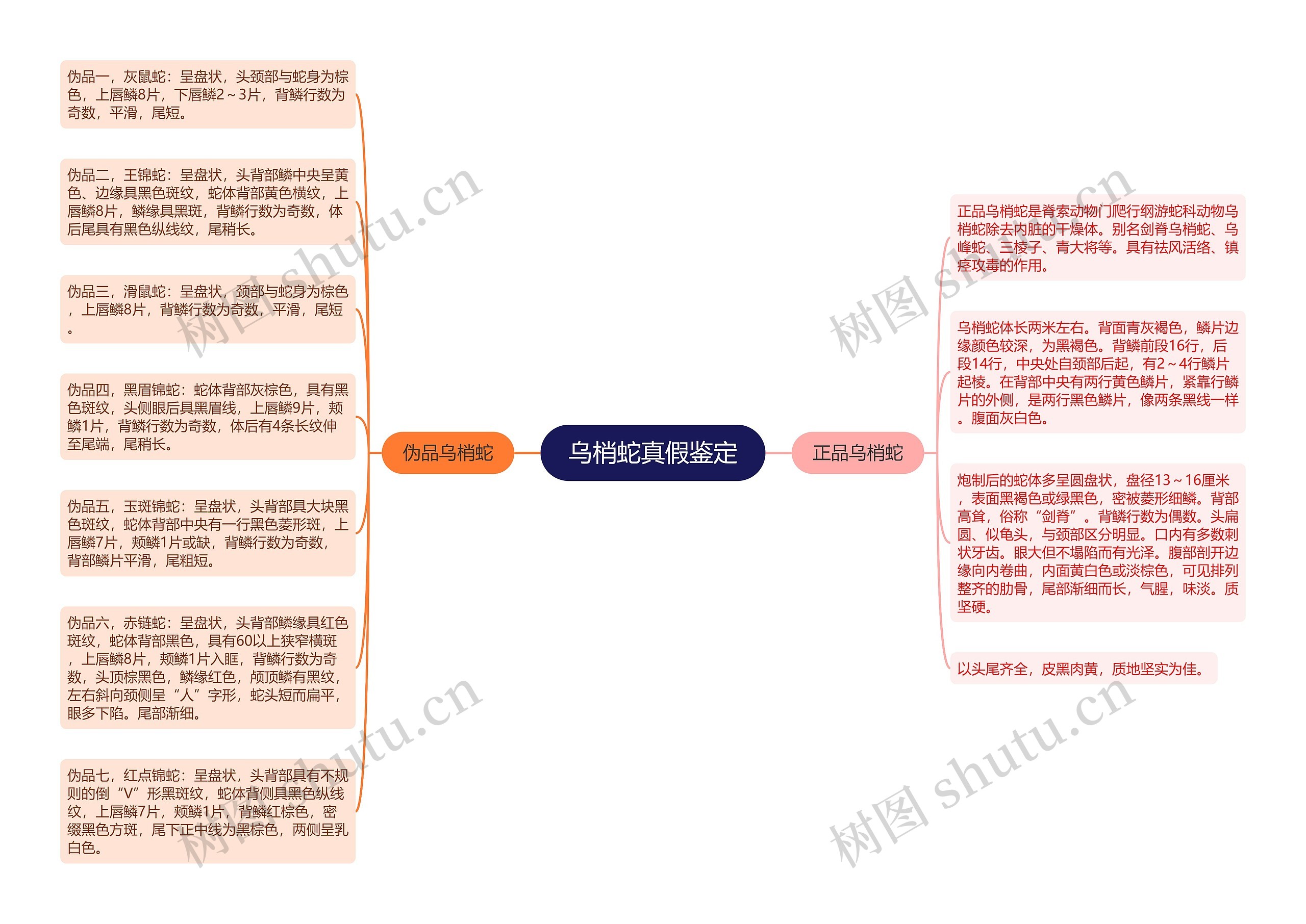 乌梢蛇真假鉴定思维导图