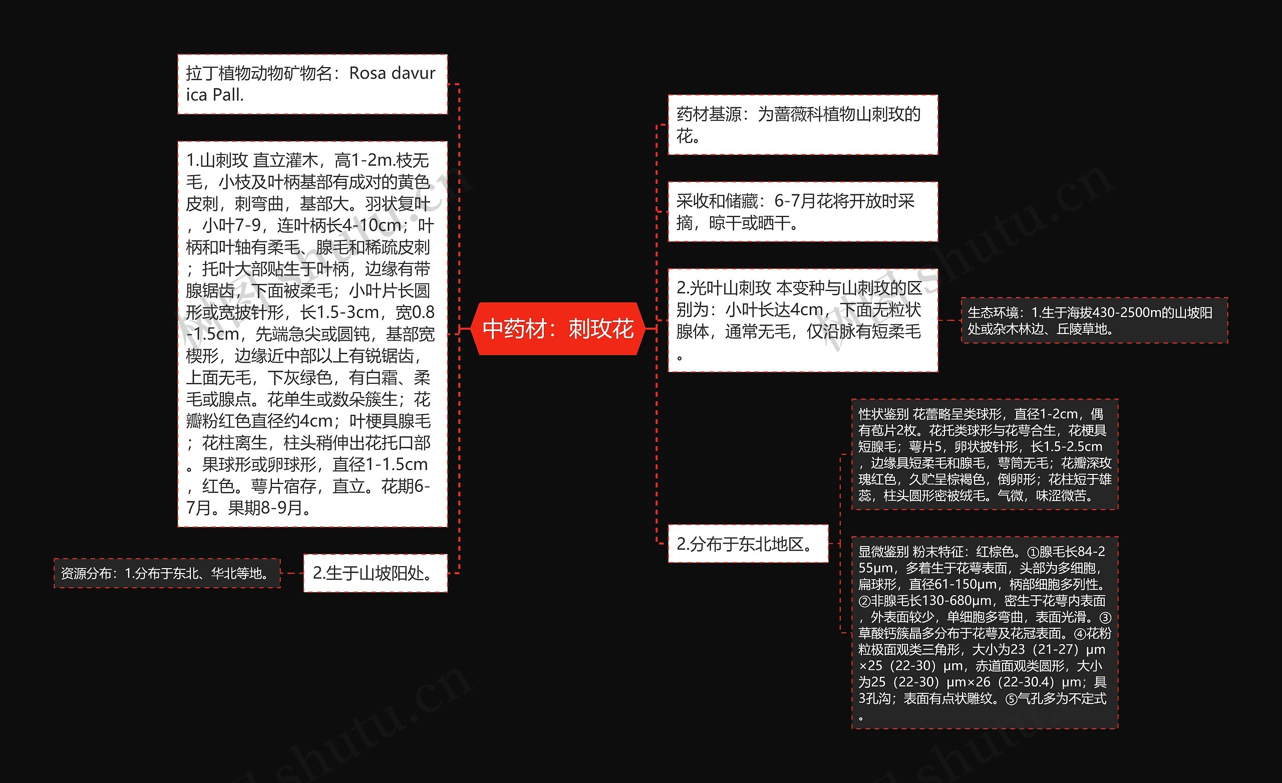 中药材：刺玫花思维导图