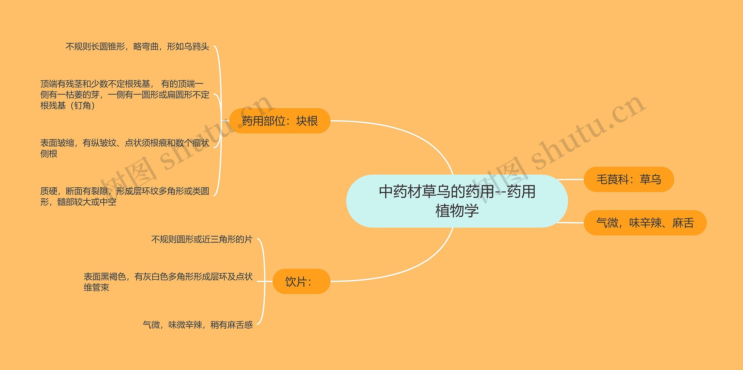 中药材草乌的药用--药用植物学思维导图