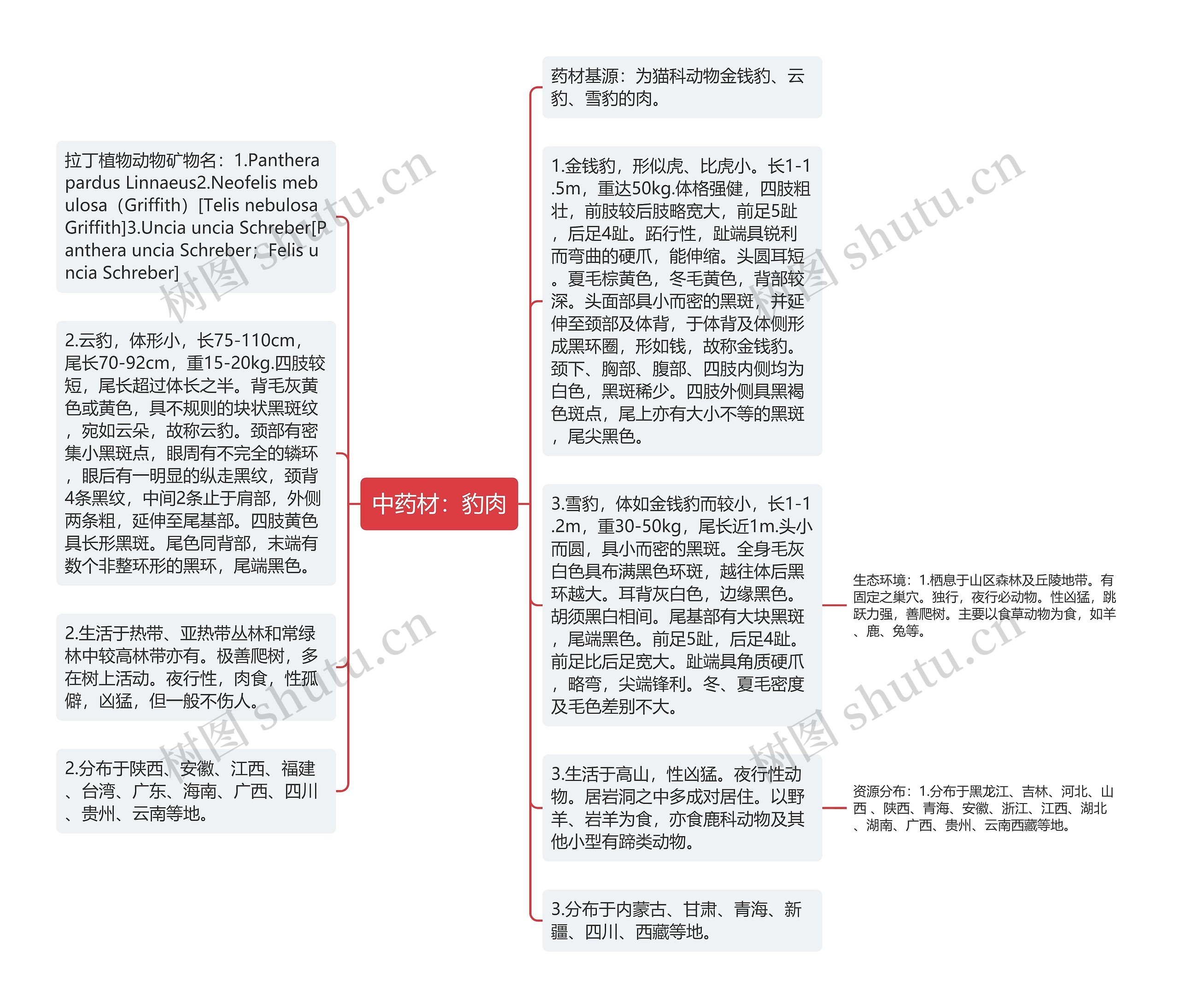 中药材：豹肉思维导图