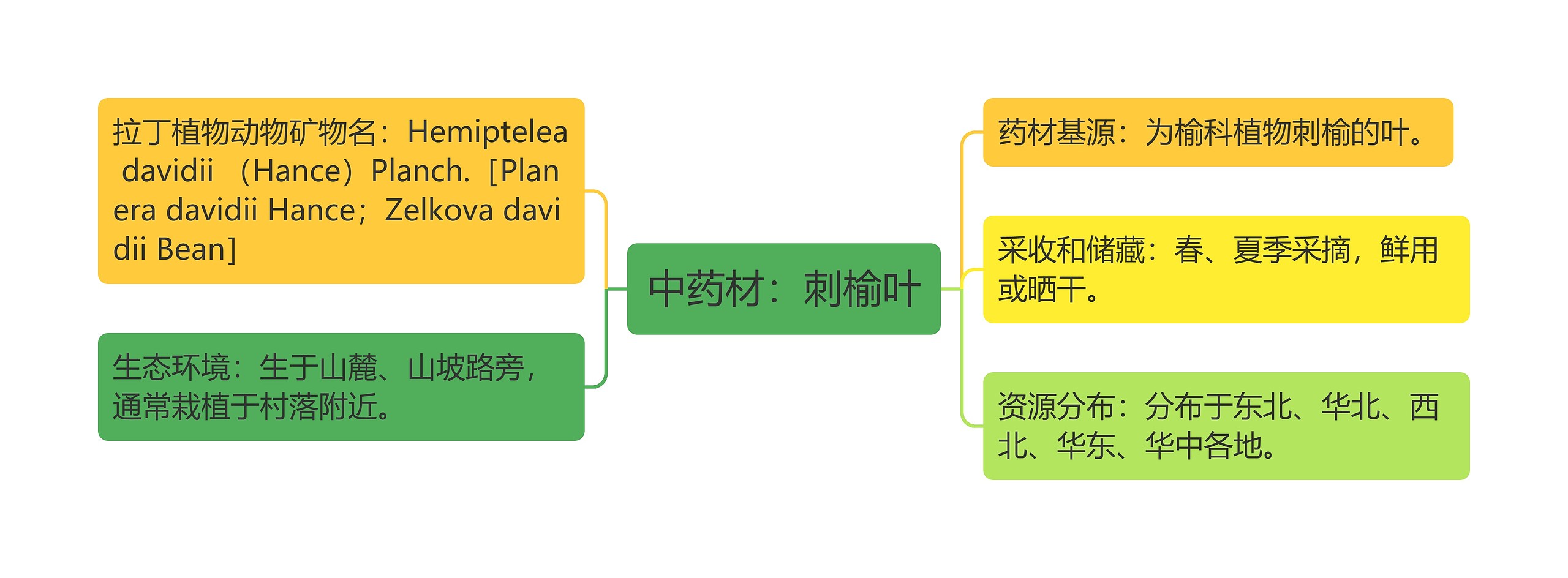 中药材：刺榆叶思维导图