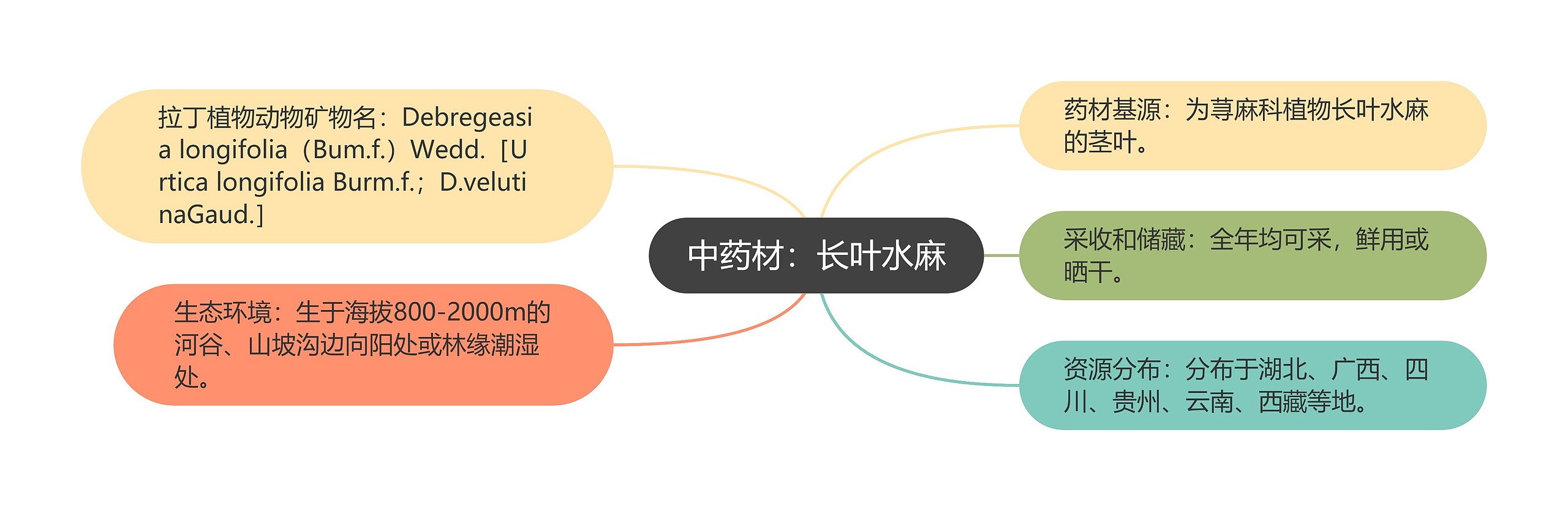 中药材：长叶水麻思维导图