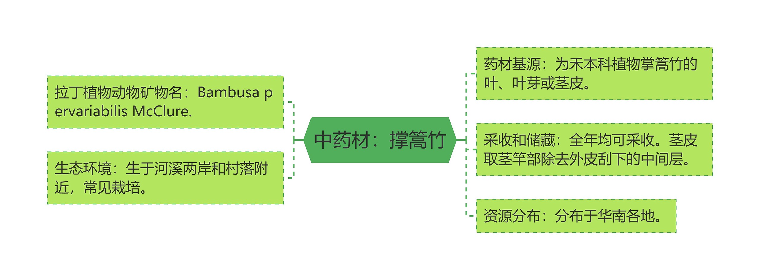 中药材：撑篙竹思维导图