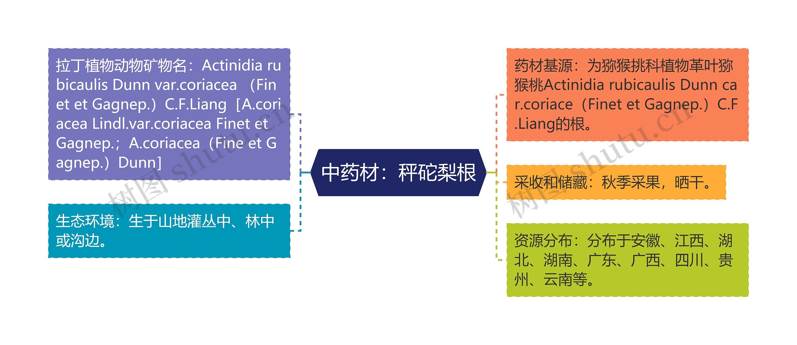 中药材：秤砣梨根思维导图