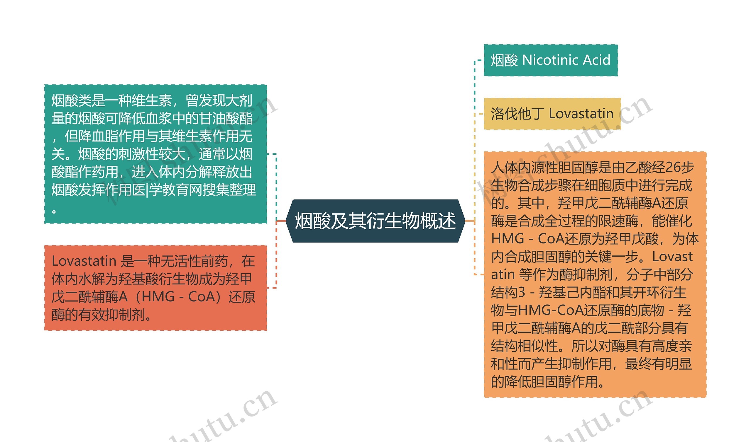 烟酸及其衍生物概述思维导图