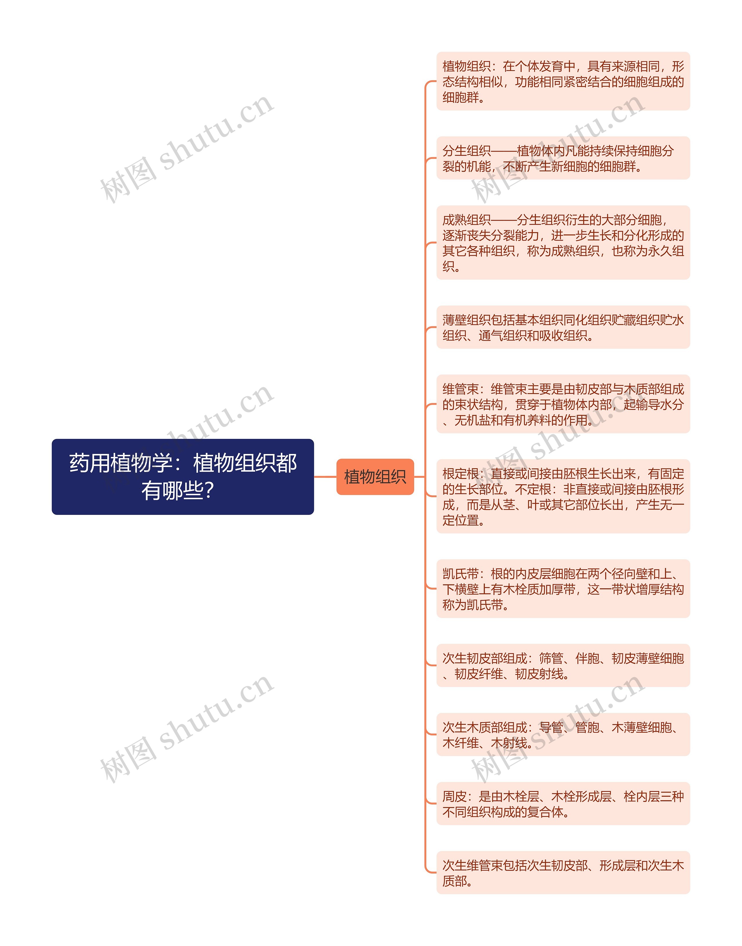 药用植物学：植物组织都有哪些？思维导图