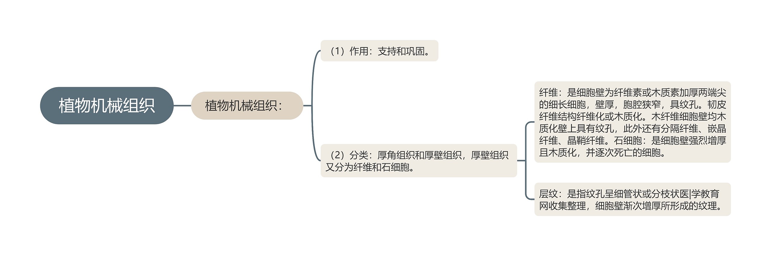 植物机械组织