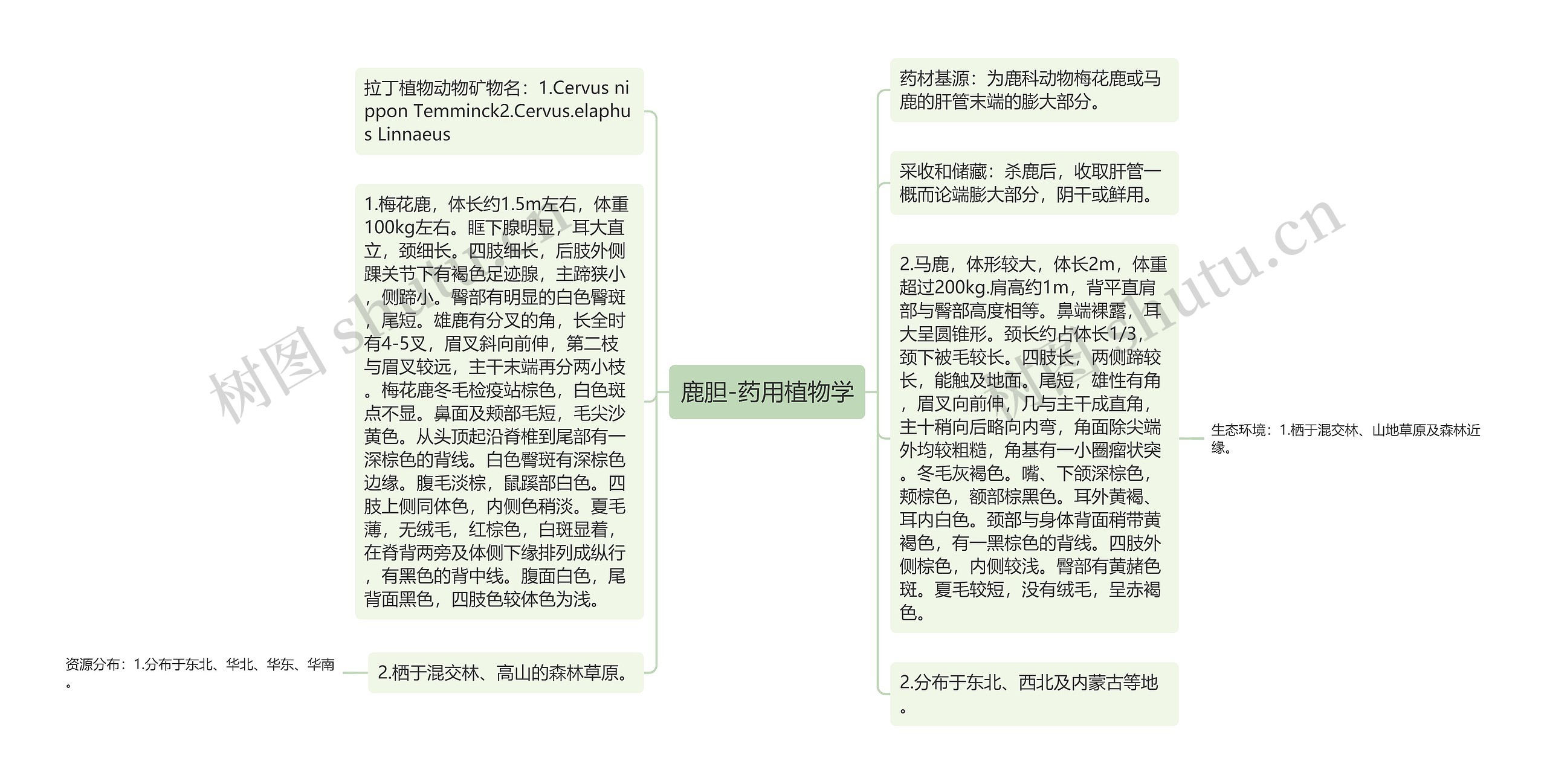 鹿胆-药用植物学思维导图