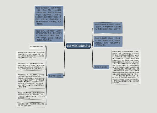 银杏叶简介及鉴别方法