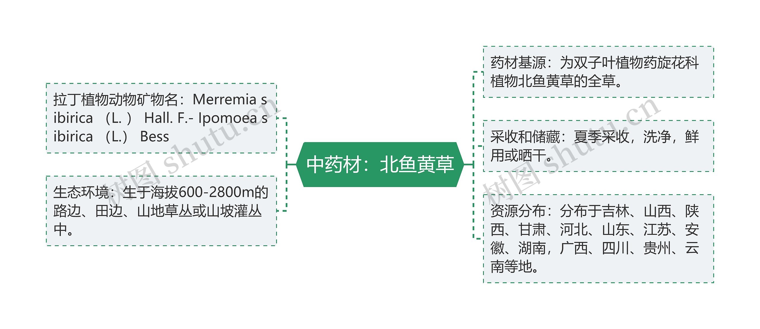 中药材：北鱼黄草思维导图