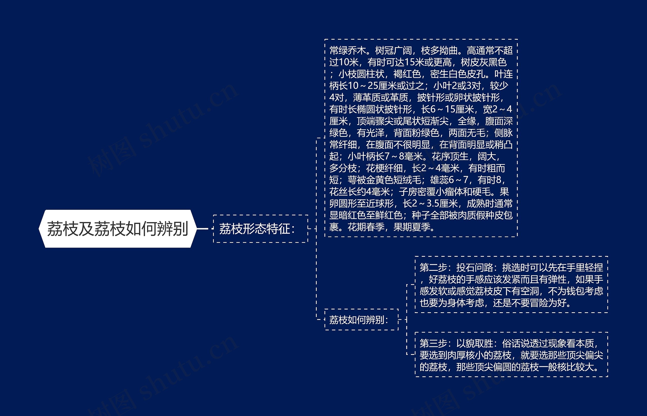 荔枝及荔枝如何辨别思维导图