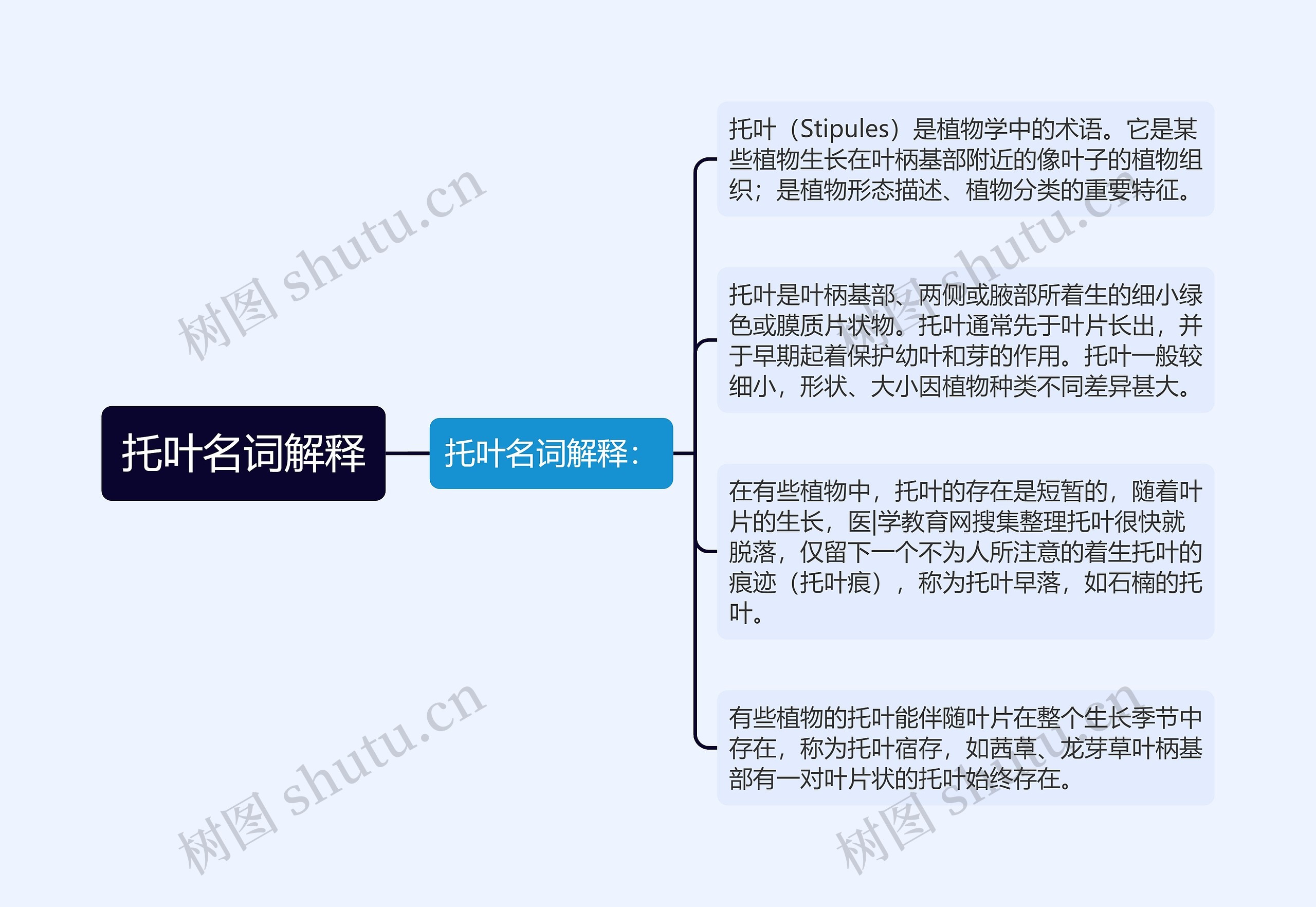 托叶名词解释