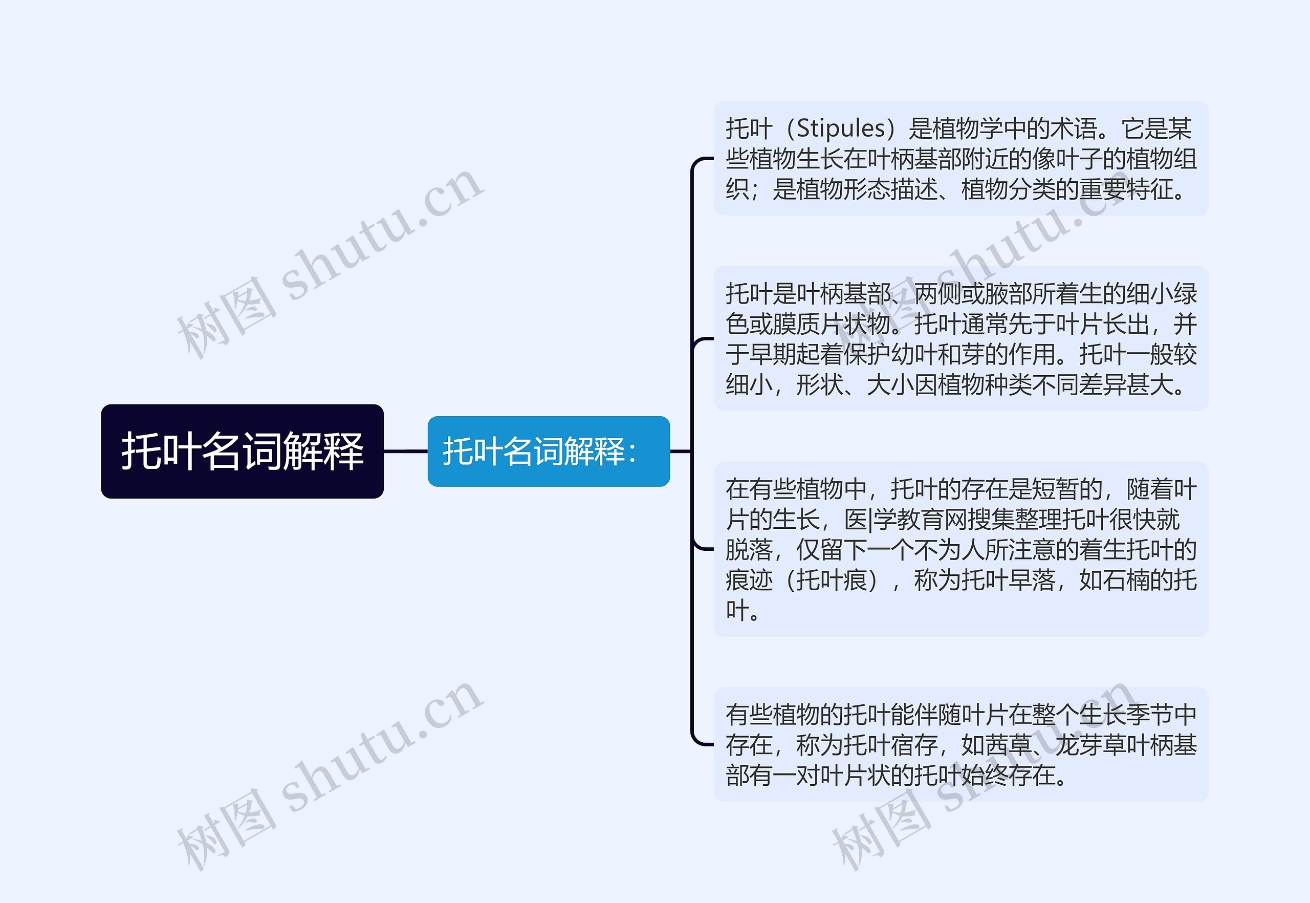 托叶名词解释思维导图