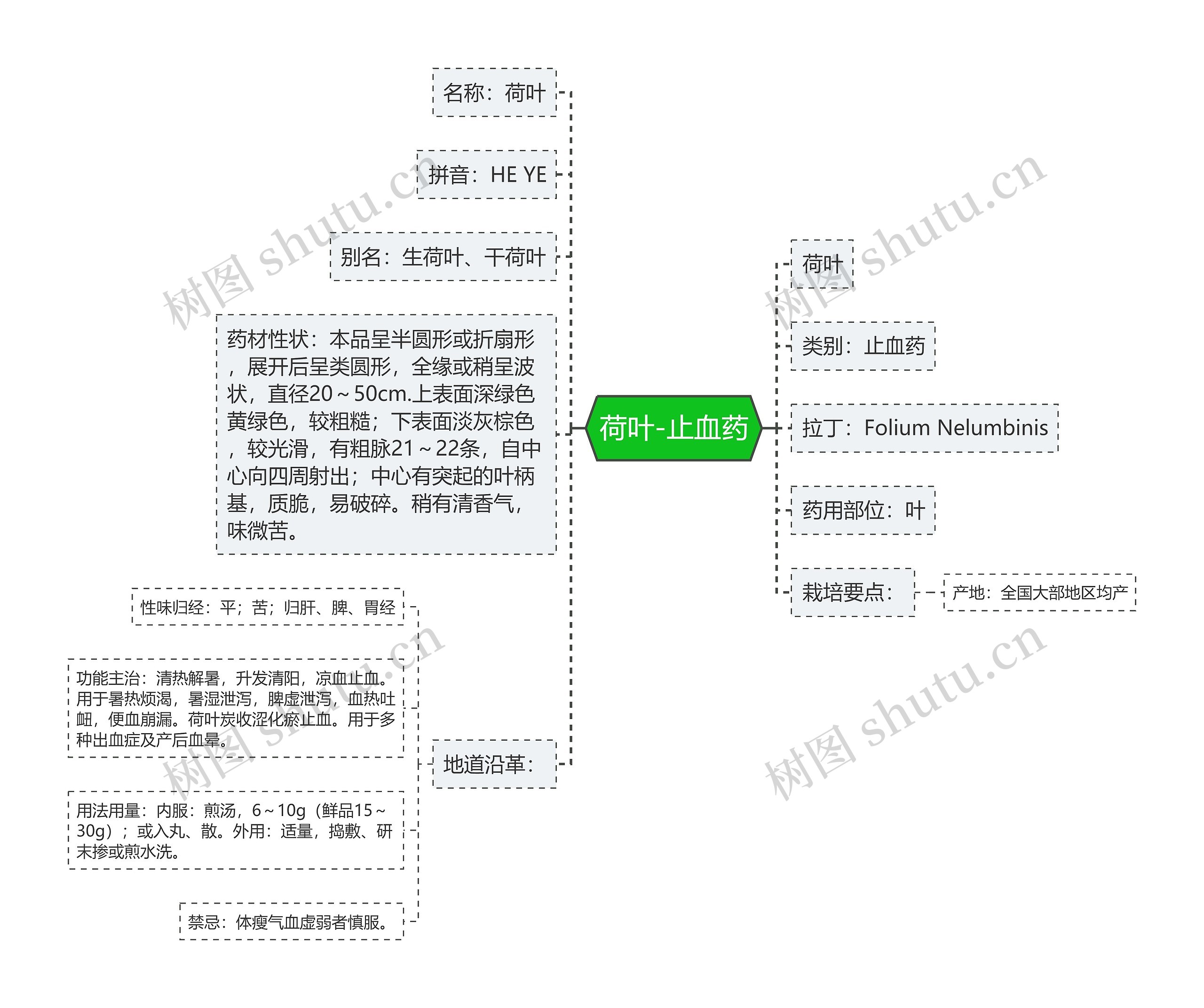 荷叶-止血药 荷叶-止血药