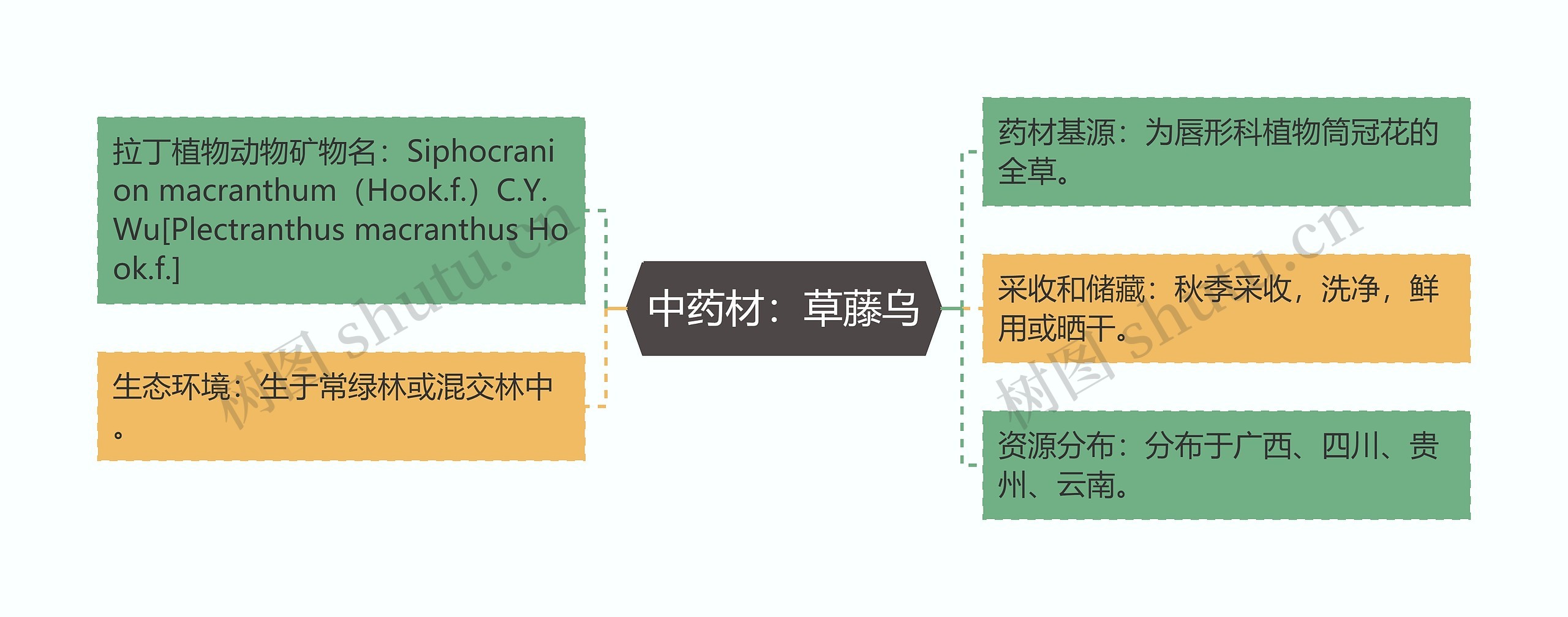 中药材：草藤乌