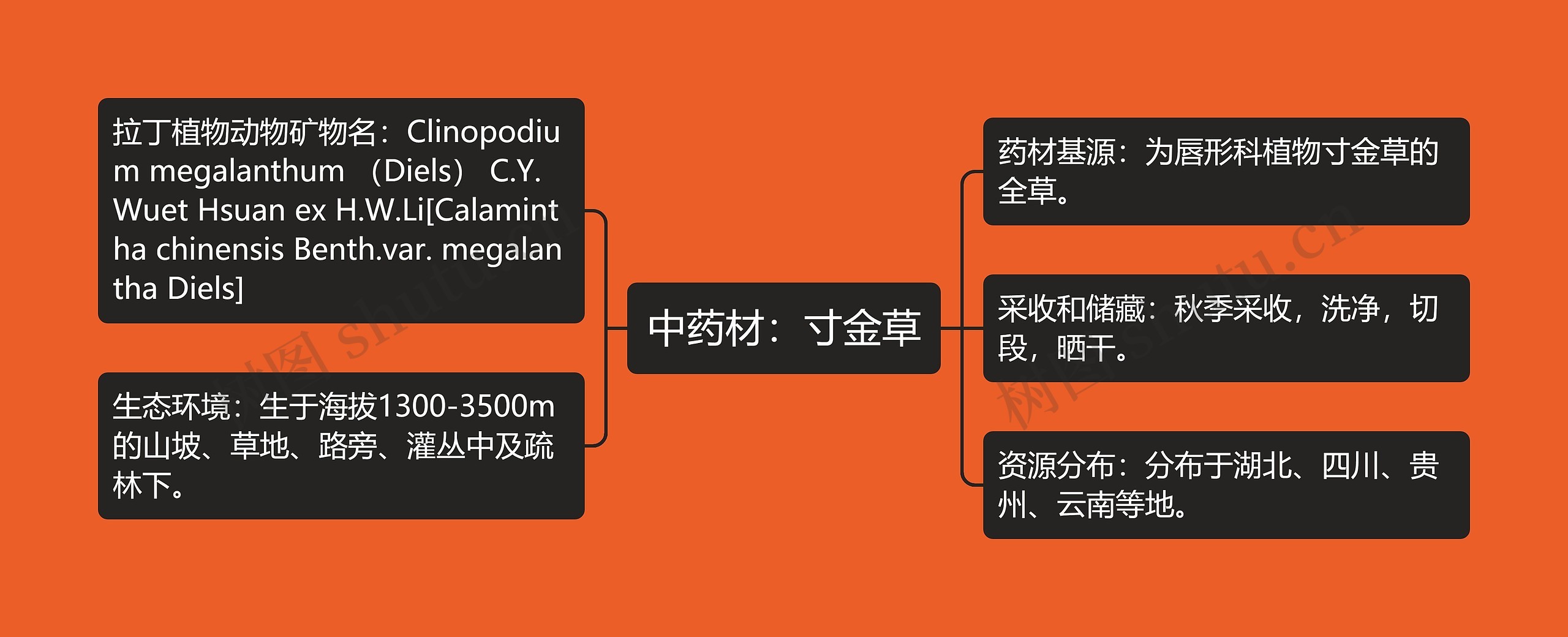 中药材：寸金草思维导图