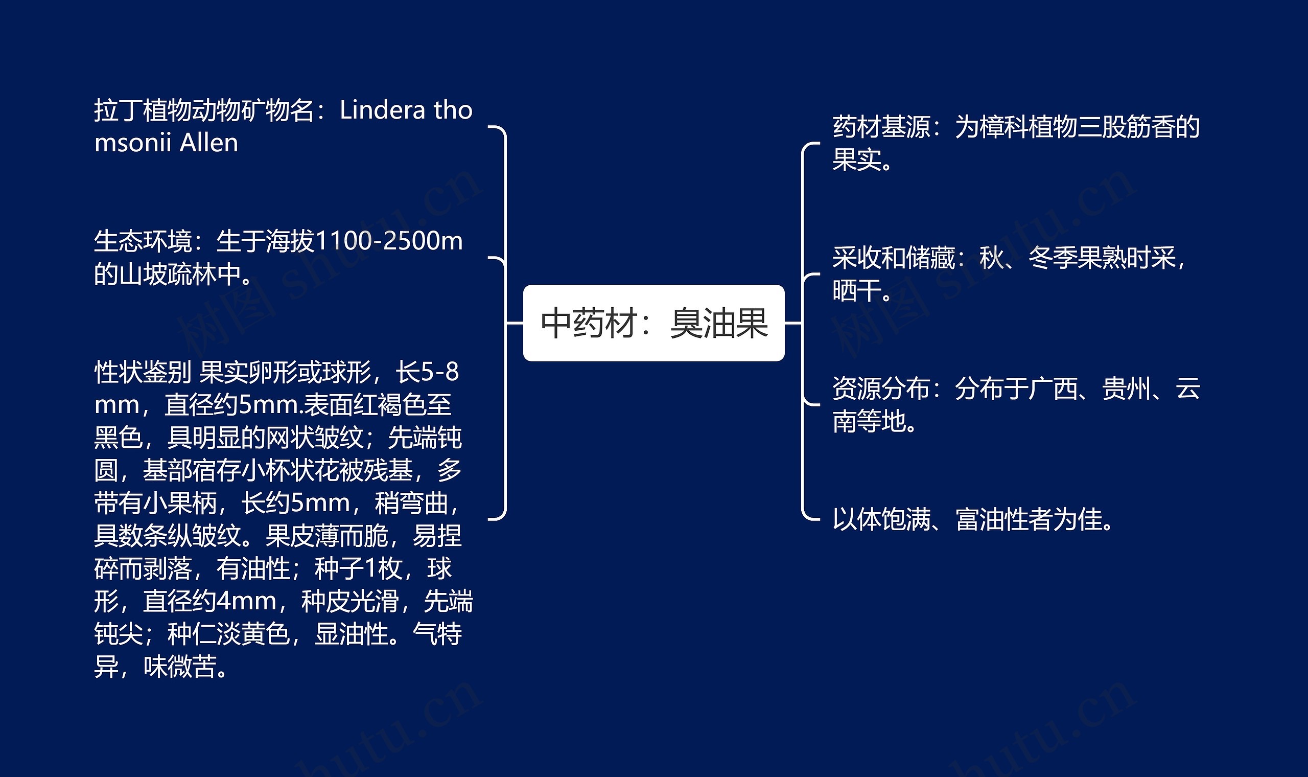 中药材：臭油果思维导图